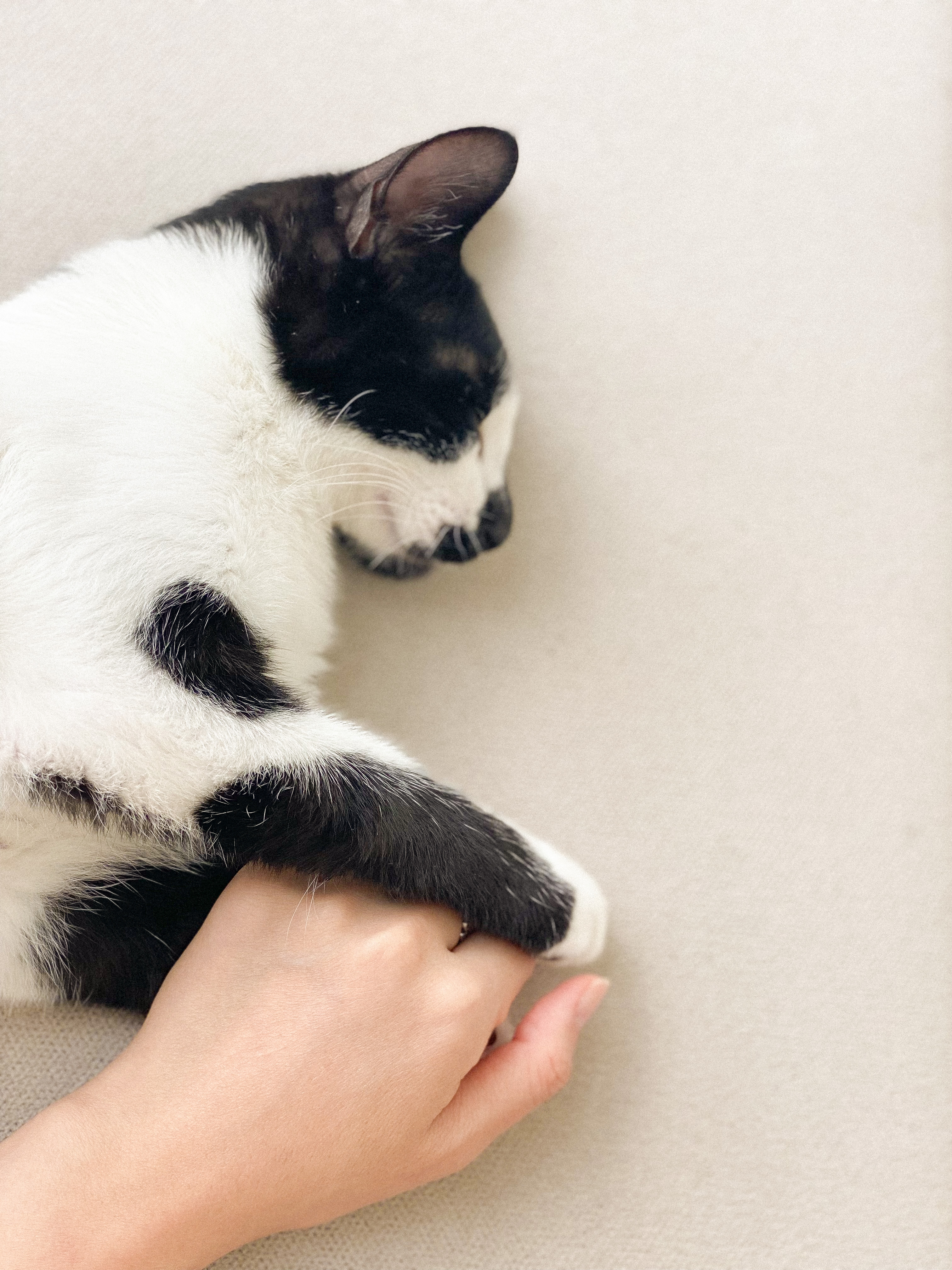 레오(라운이)가 온지 벌써 3개월 됐네요 :)