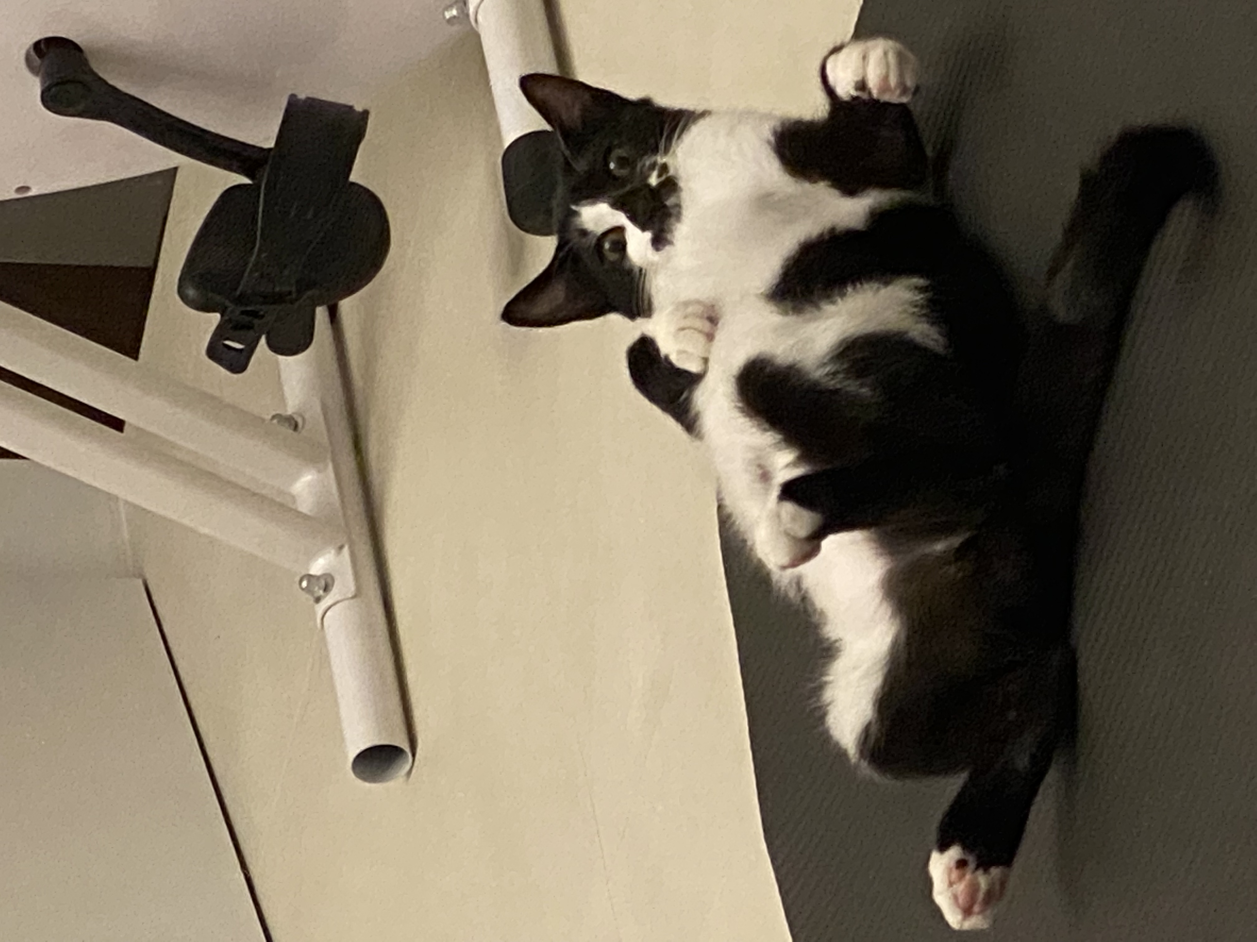 레오(라운이)가 온지 벌써 3개월 됐네요 :)