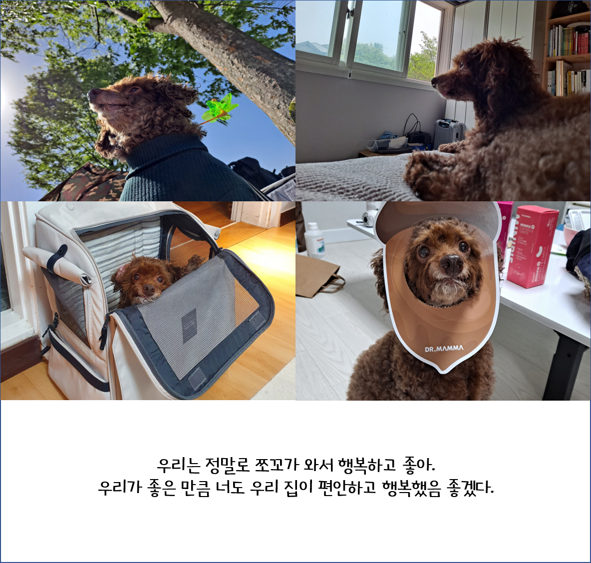 [1년 후기] 쪼꼬와 함께 한 가을 겨울 봄 여름 그리고 다시 가을