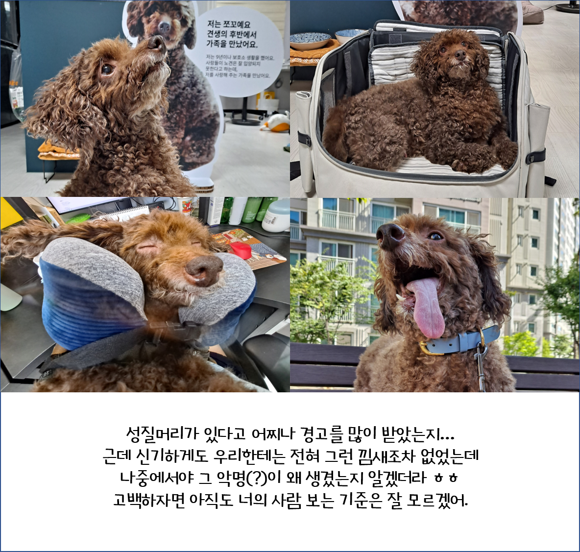 [1년 후기] 쪼꼬와 함께 한 가을 겨울 봄 여름 그리고 다시 가을