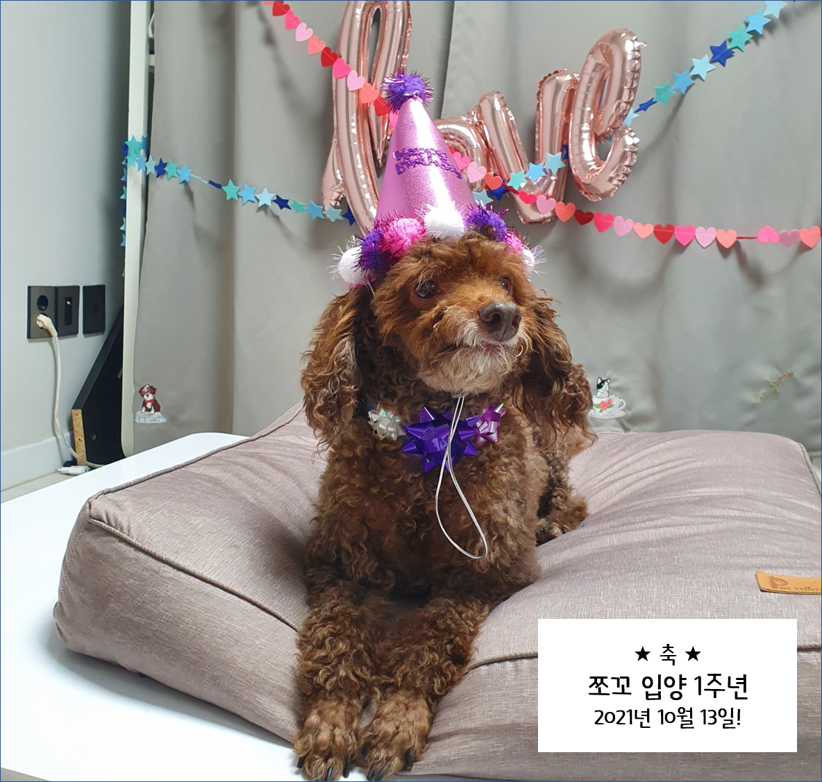 [1년 후기] 쪼꼬와 함께 한 가을 겨울 봄 여름 그리고 다시 가을
