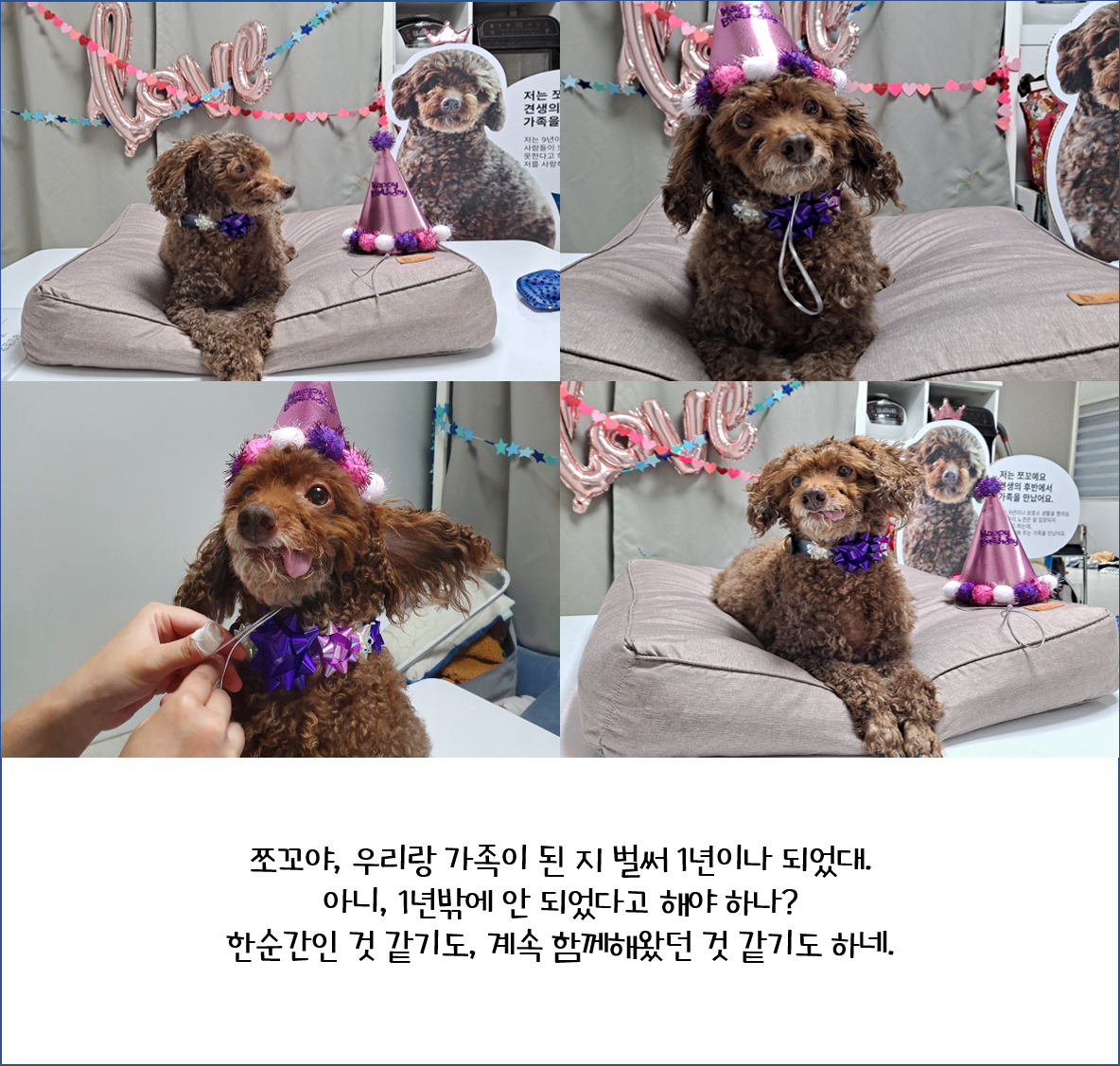 [1년 후기] 쪼꼬와 함께 한 가을 겨울 봄 여름 그리고 다시 가을