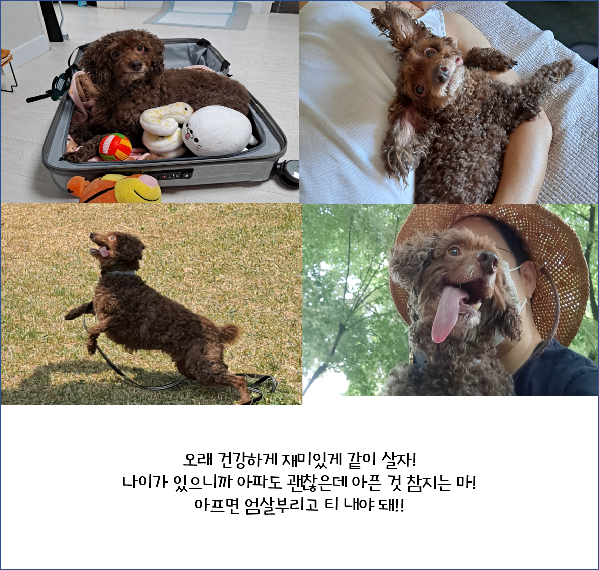 [1년 후기] 쪼꼬와 함께 한 가을 겨울 봄 여름 그리고 다시 가을