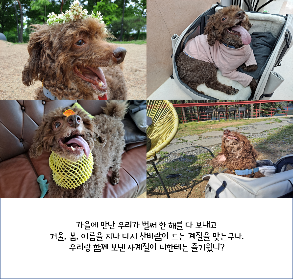 [1년 후기] 쪼꼬와 함께 한 가을 겨울 봄 여름 그리고 다시 가을
