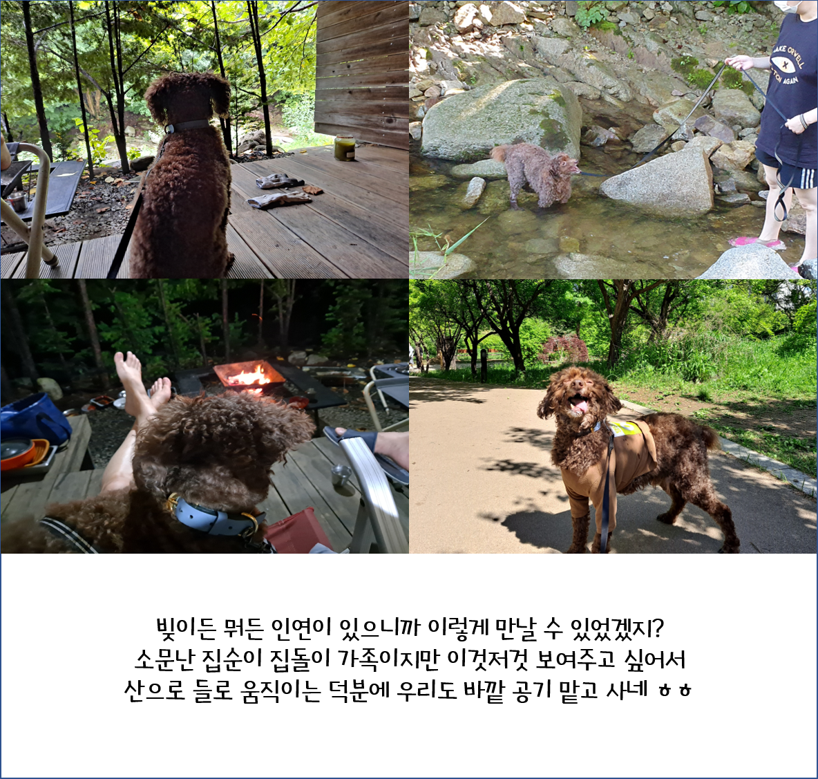 [1년 후기] 쪼꼬와 함께 한 가을 겨울 봄 여름 그리고 다시 가을