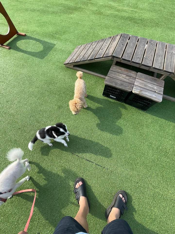 양주에서 온 라이카 근황입니다~!