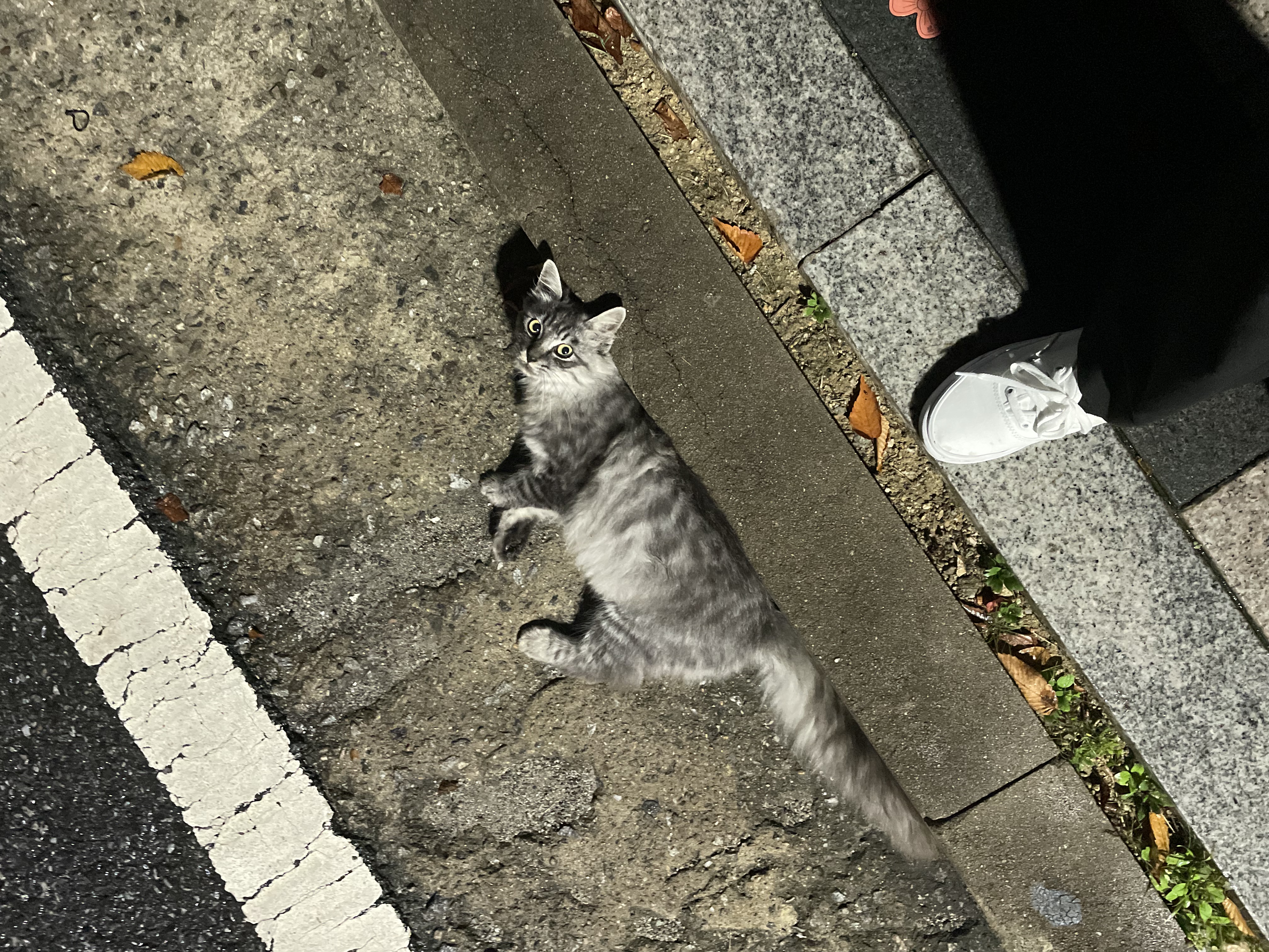어린 길고양이 구조 요청합니다