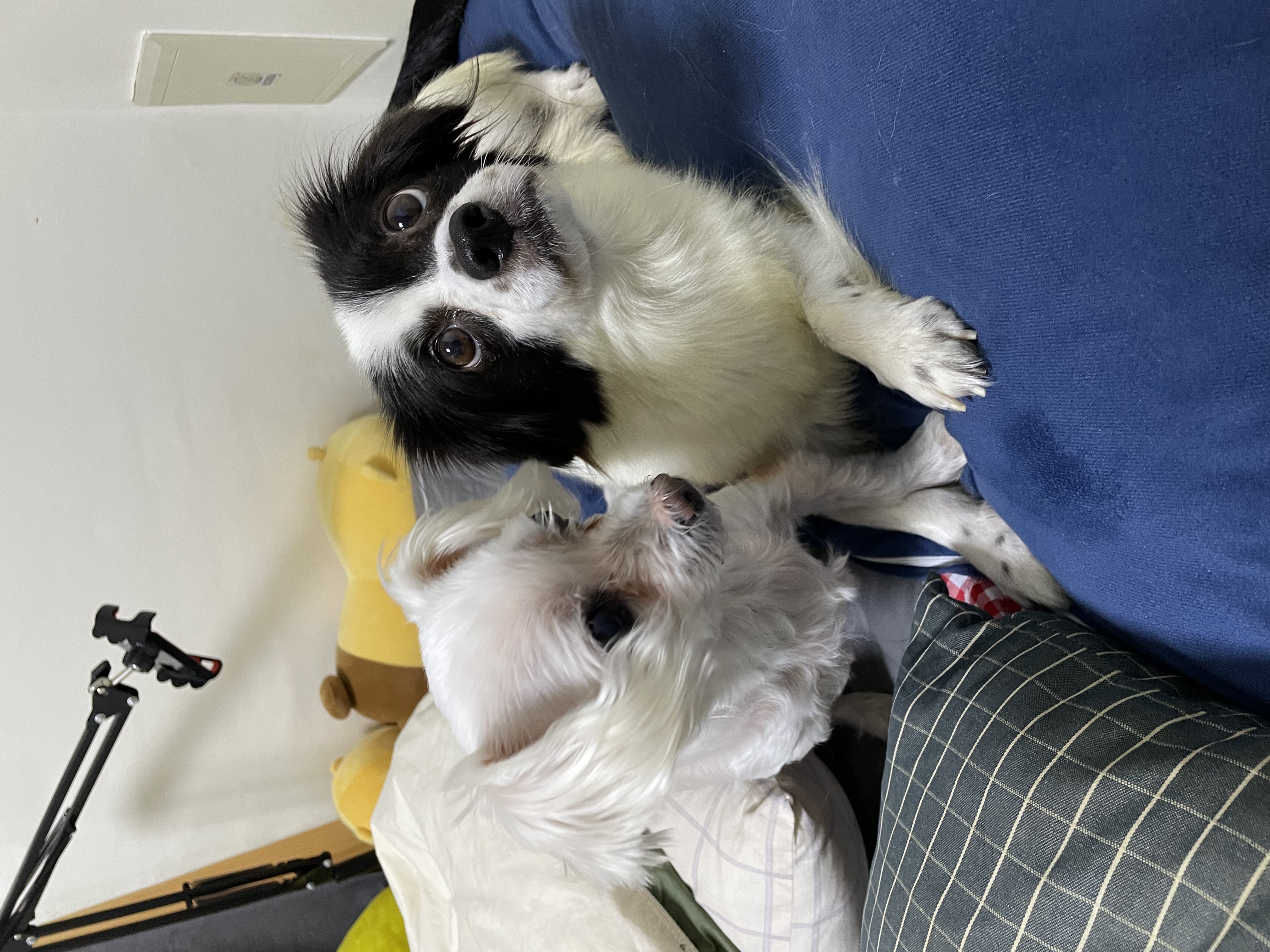 시유(모네) 입양 2주차 입니다 :)