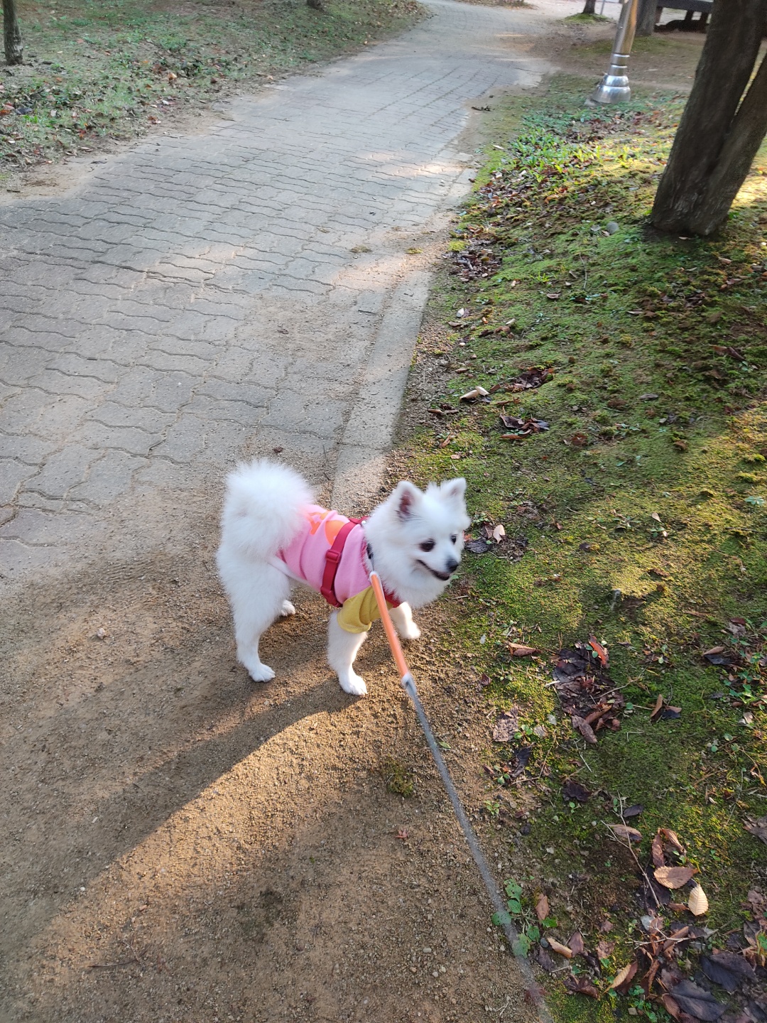 미소짓는 연유