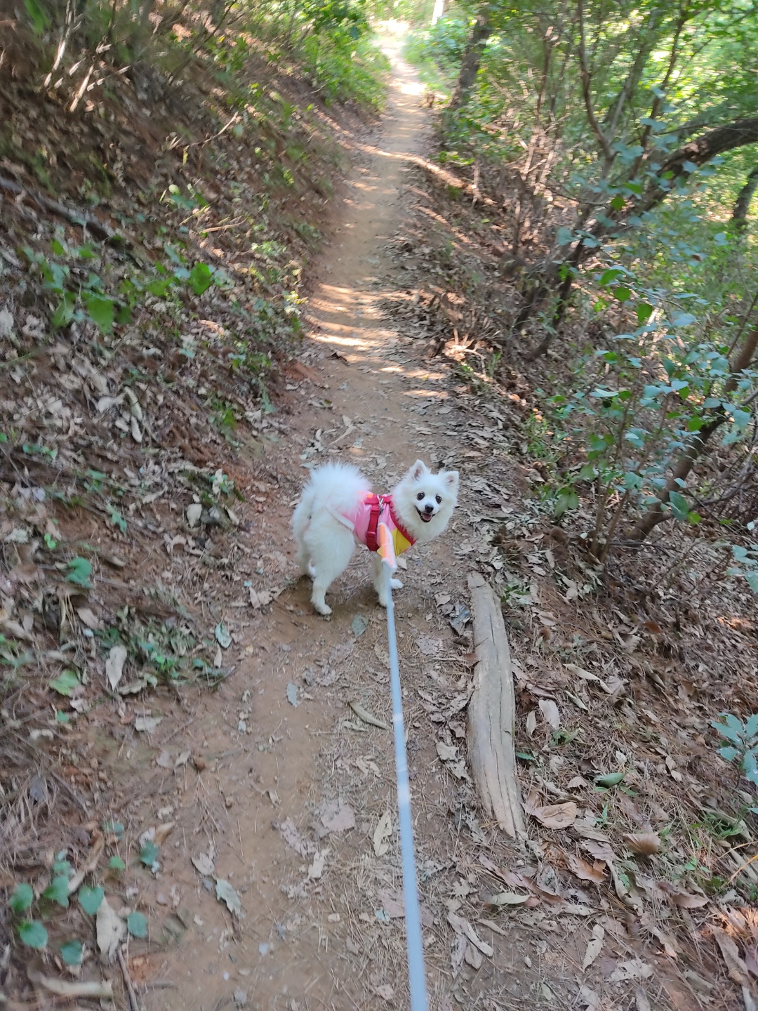 미소짓는 연유