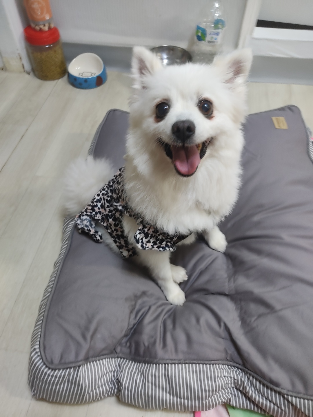 미소짓는 연유