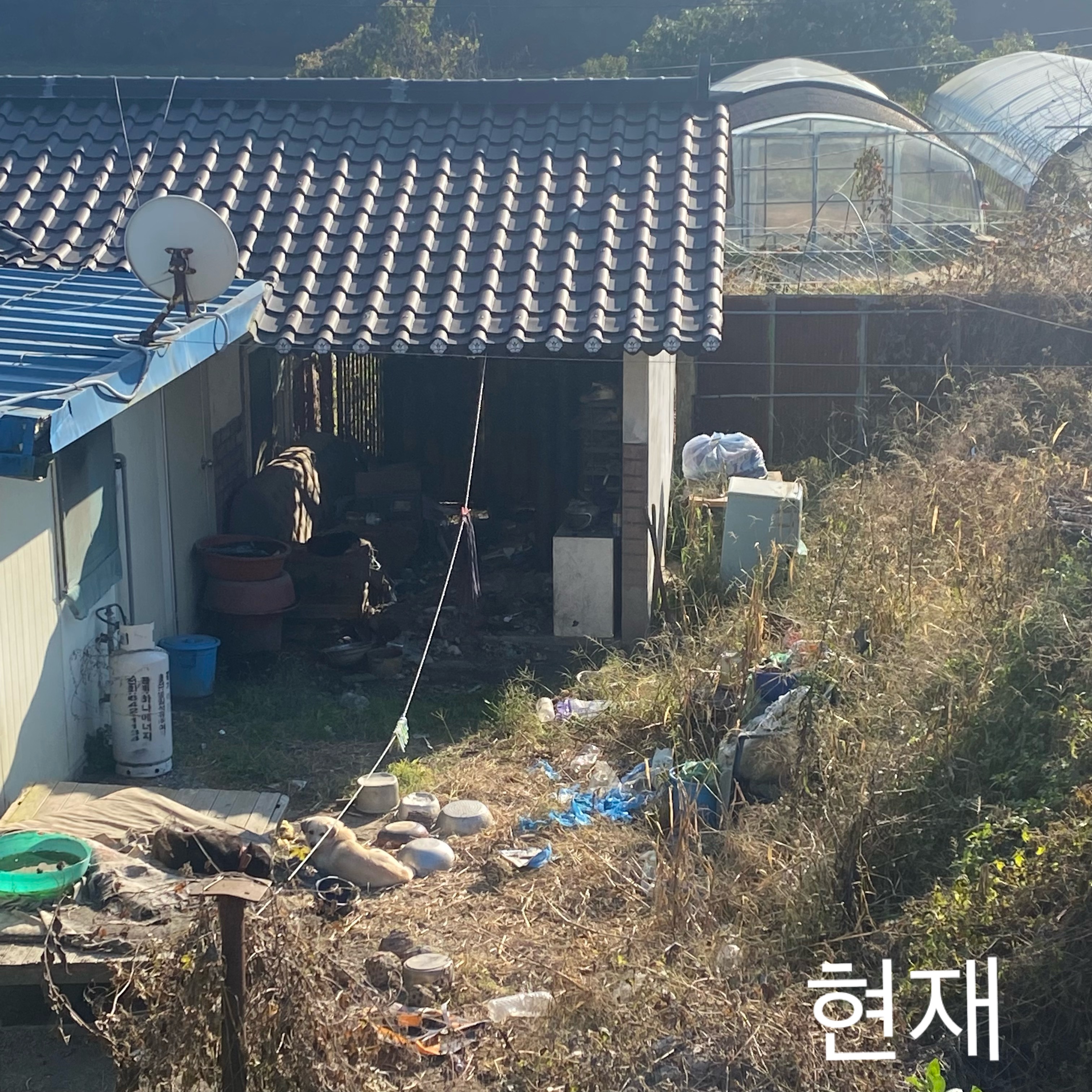 폐가에 장기 방치 강아지 좀 도와주세요ㅠ