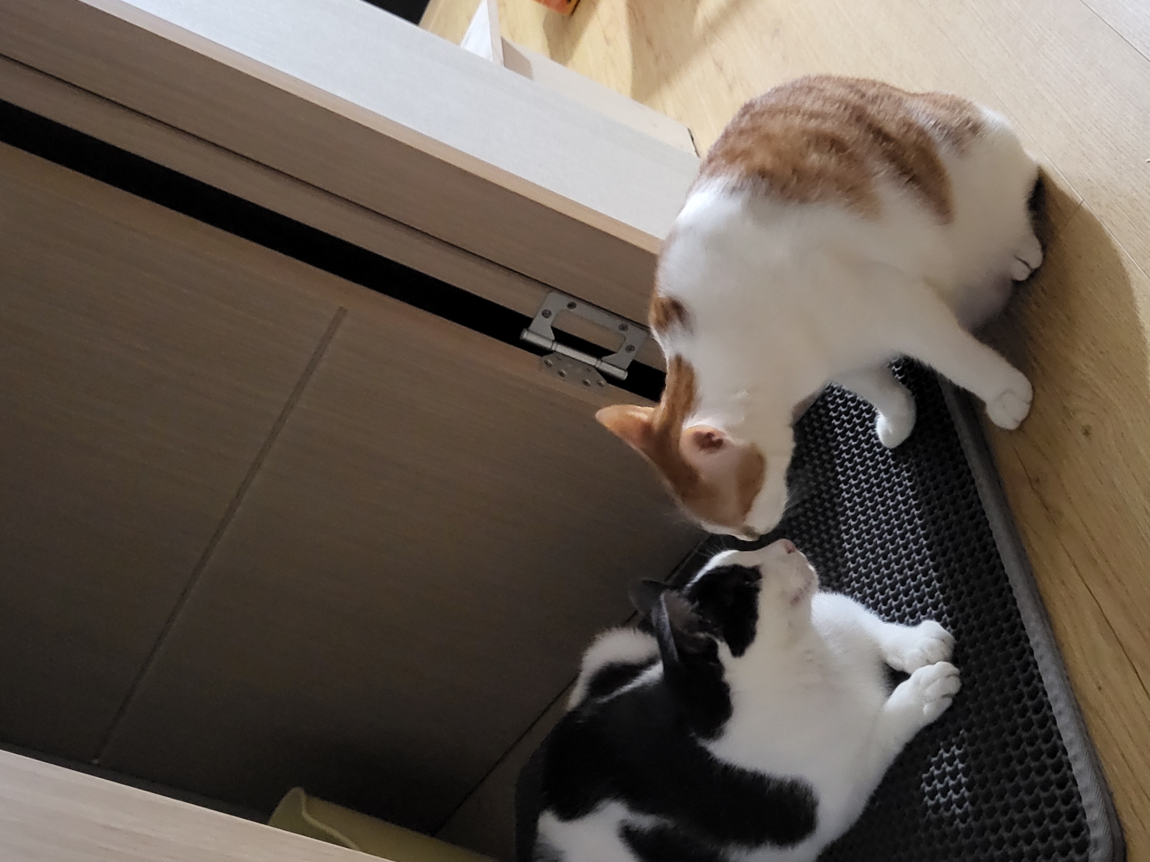 새싹이 10월근황이예요:)