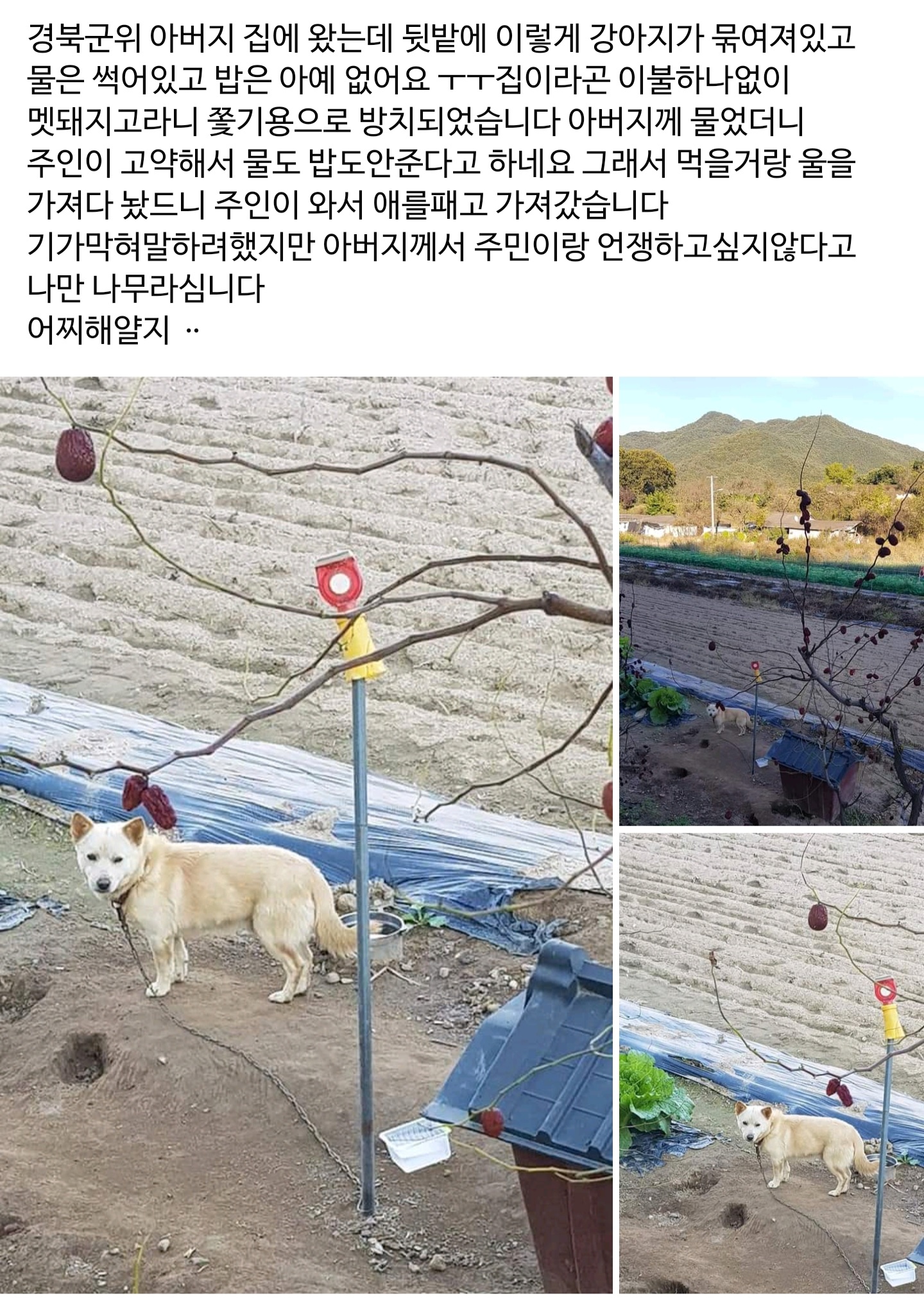 밥 없이 썩은 물만 먹으며 넓은 땅에 작은 집에 의지한 채로 살아가는 아이 구해주세요