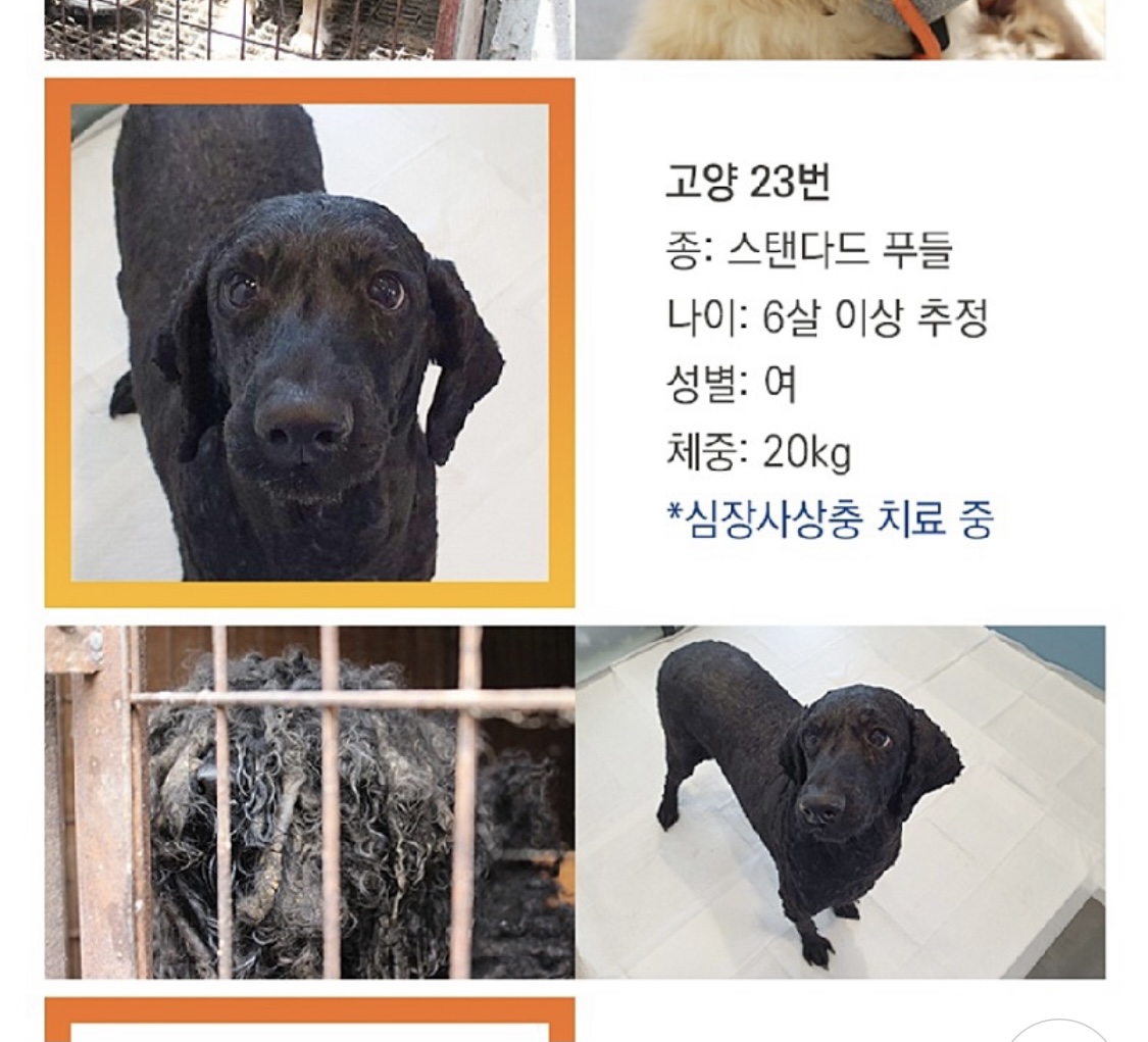 고양시 불법번식장 구조견 헤라1년후 이야기