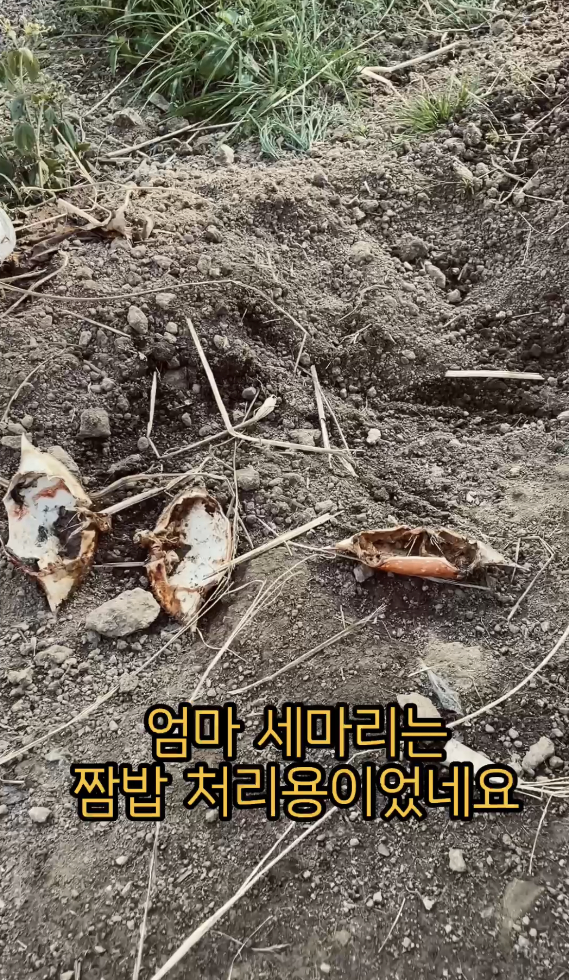 불곡산 5년째 일년에 2번 새끼 낳고 이번에는 모견 세마리 동시 임신 부견은 같은 아이 19마리 새끼들 좀 구해주세요