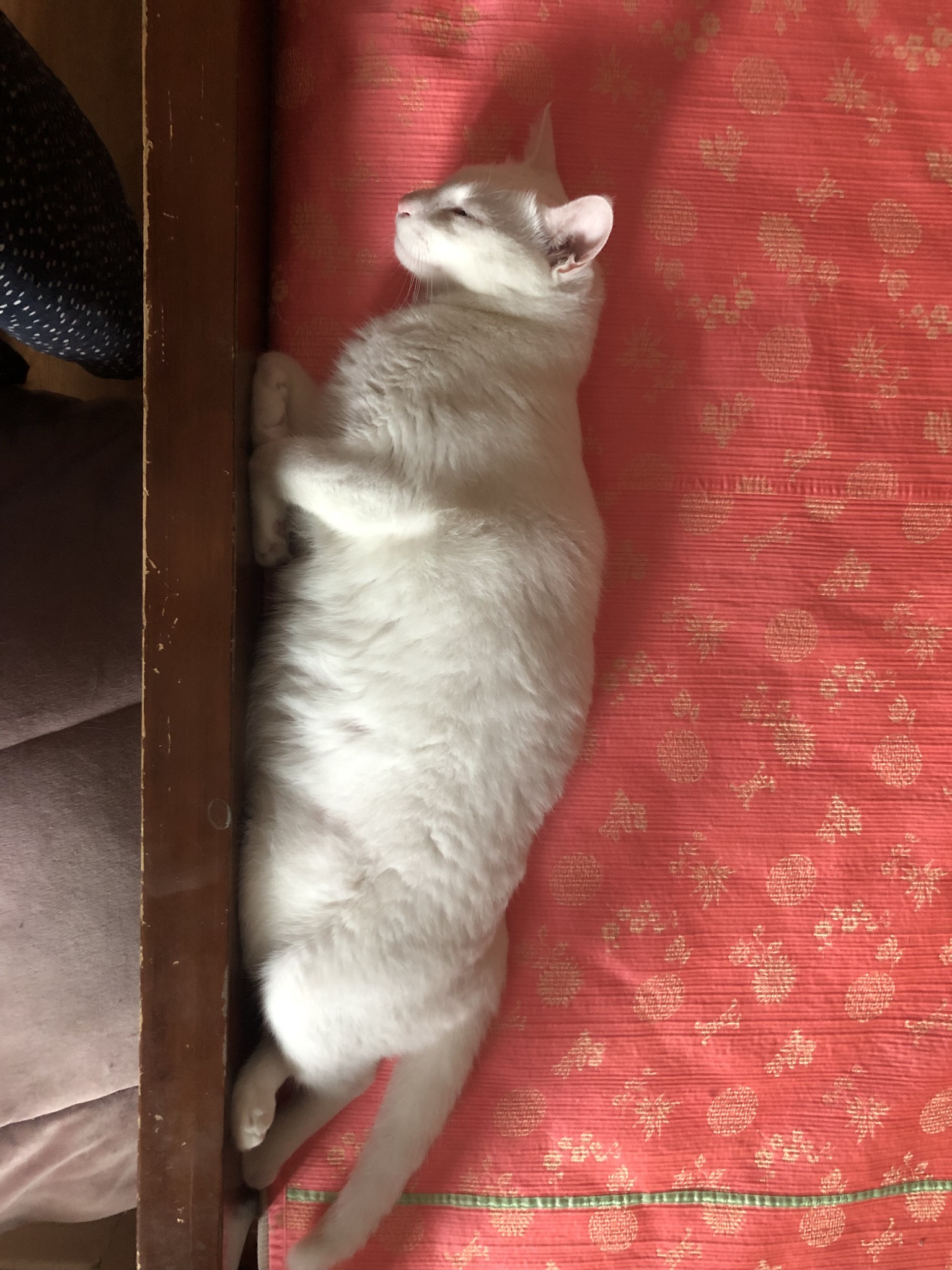 힙한 꽁치!