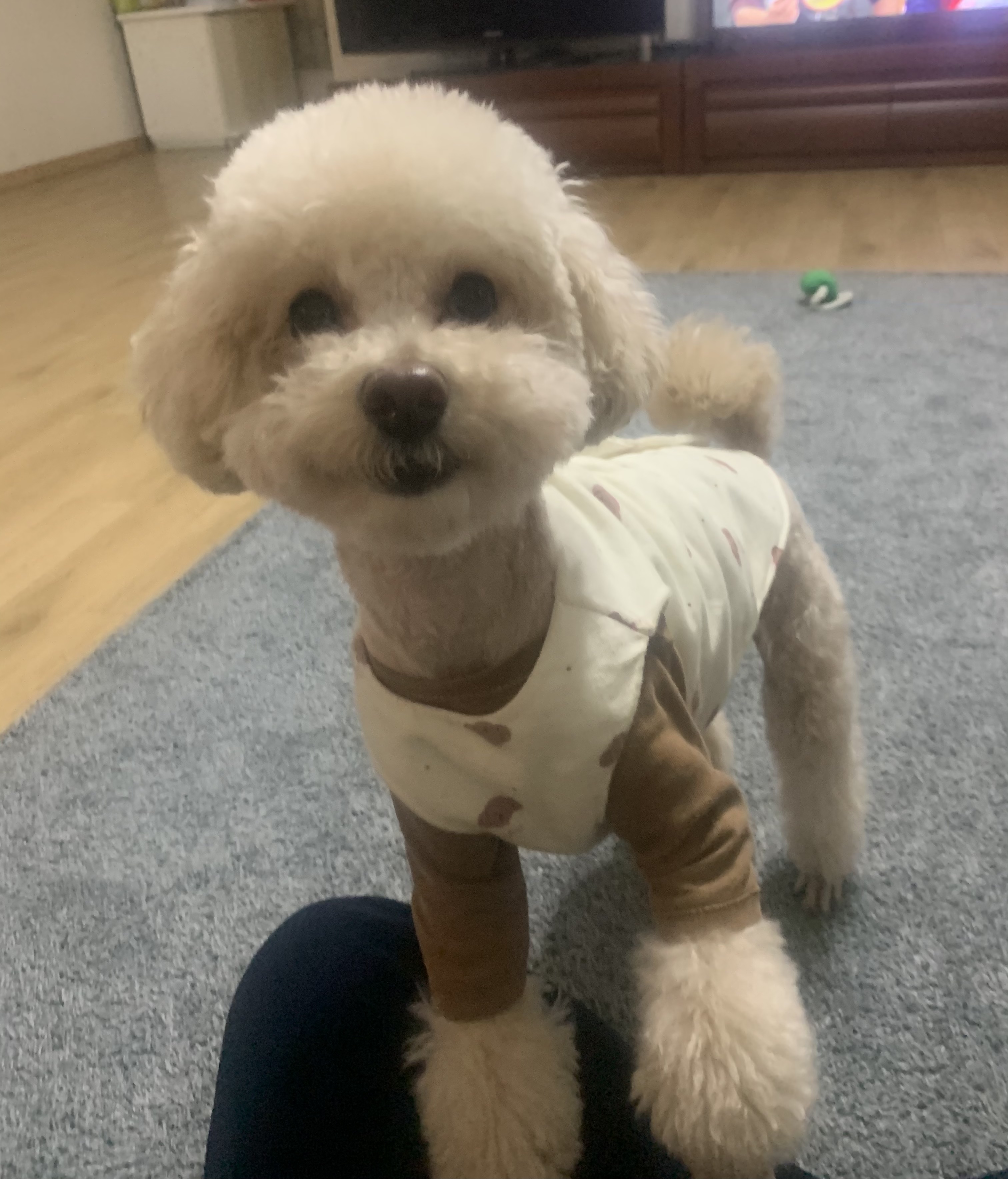 순두부 1년후