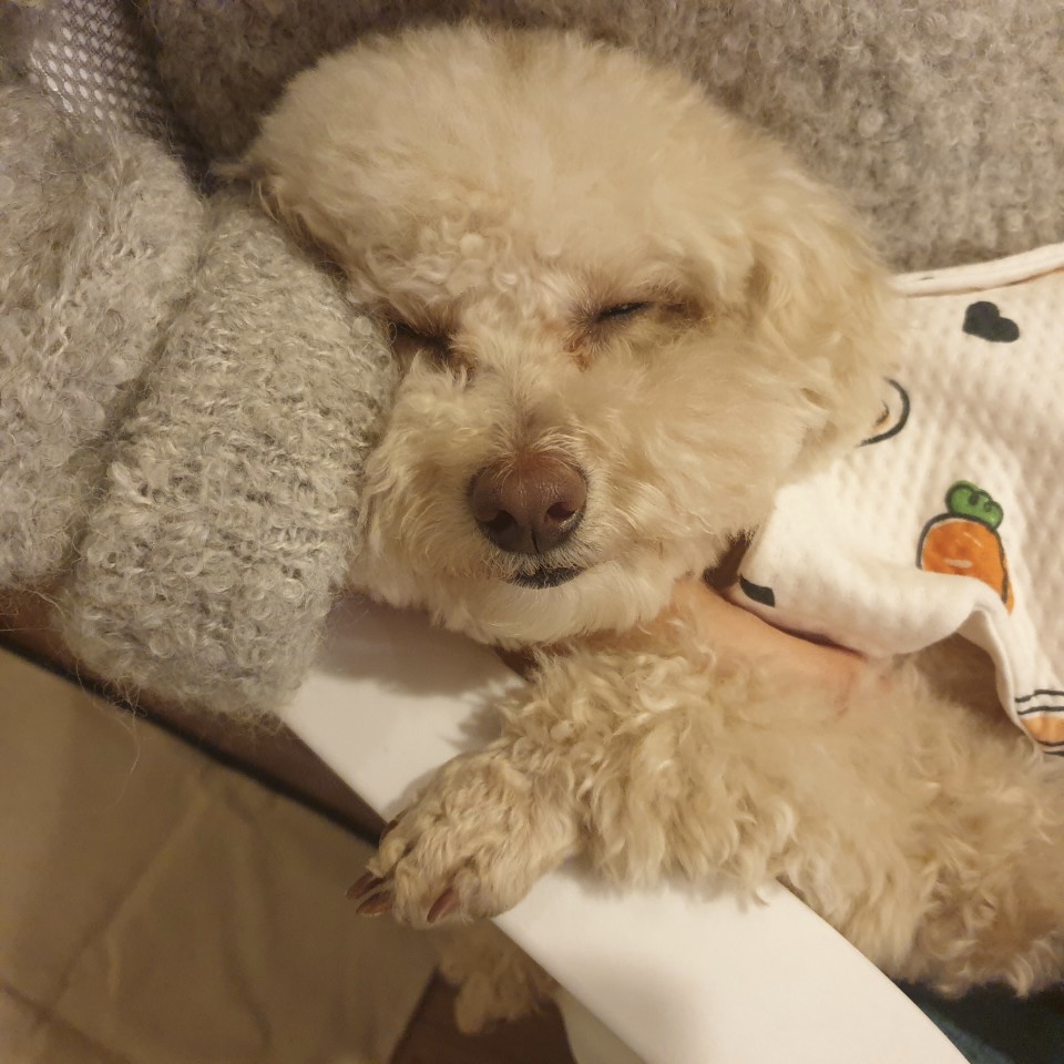순두부 1년후