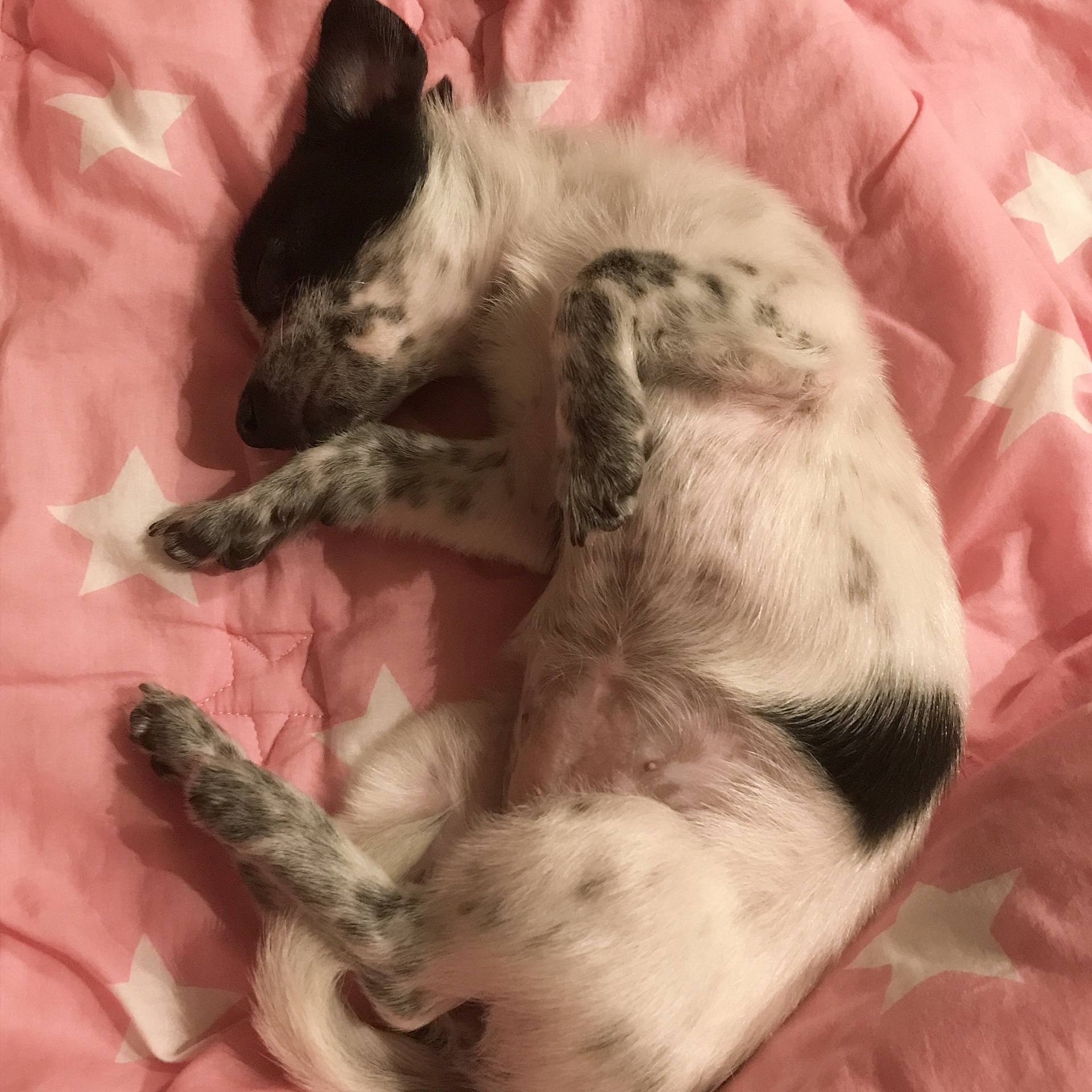 우유(짤랑이)와 함께한 지 D+24 