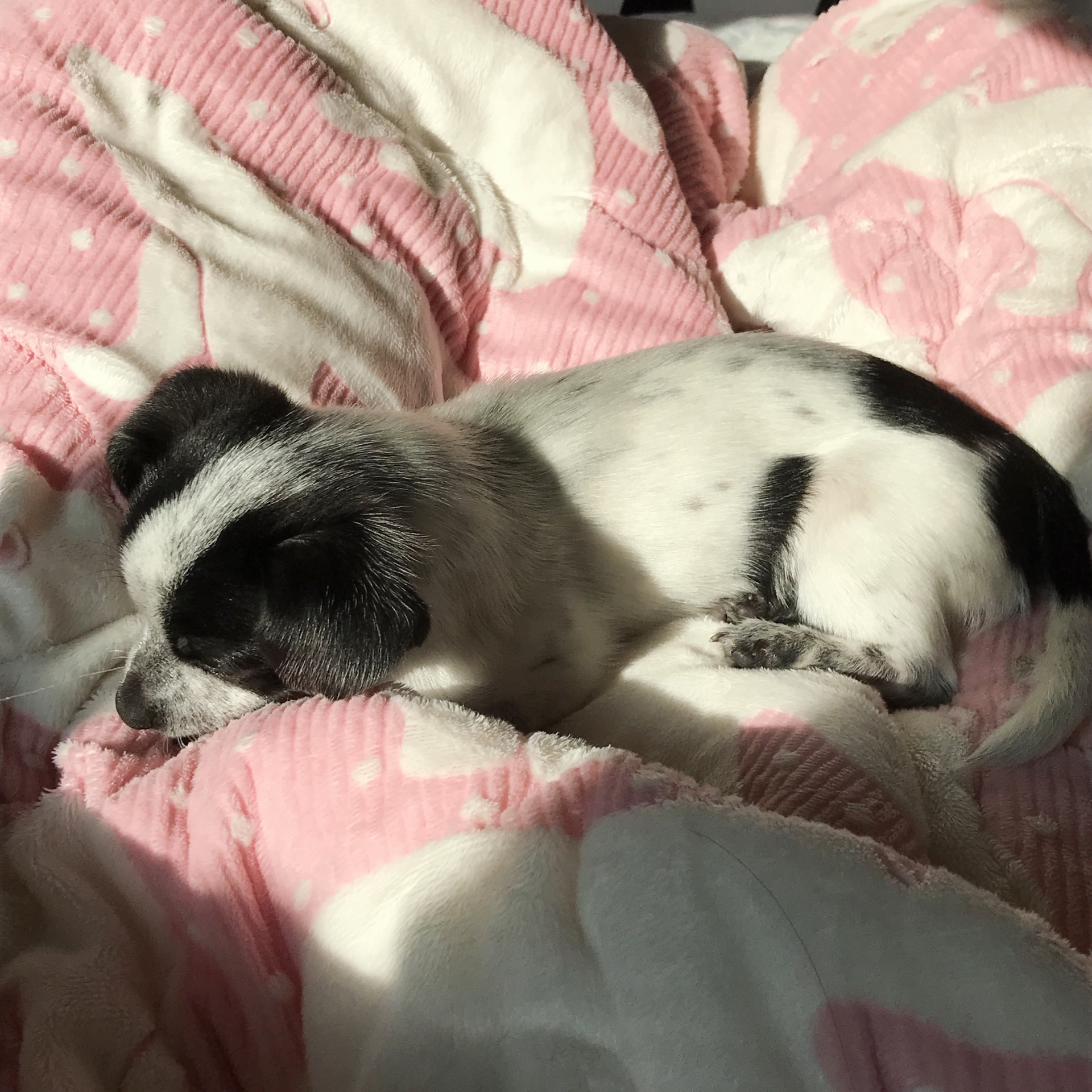 우유(짤랑이)와 함께한 지 D+24 