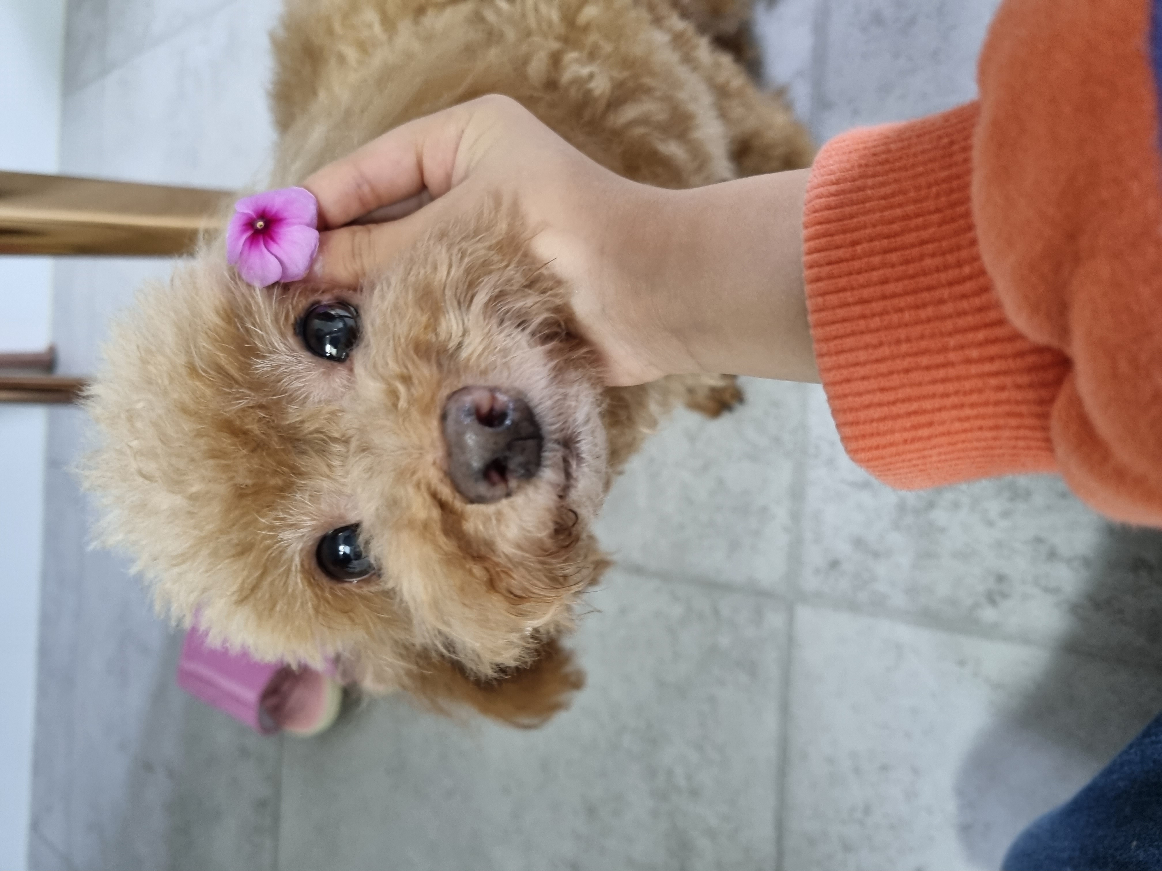 영천 불법 번식장 보들이 소식입니다