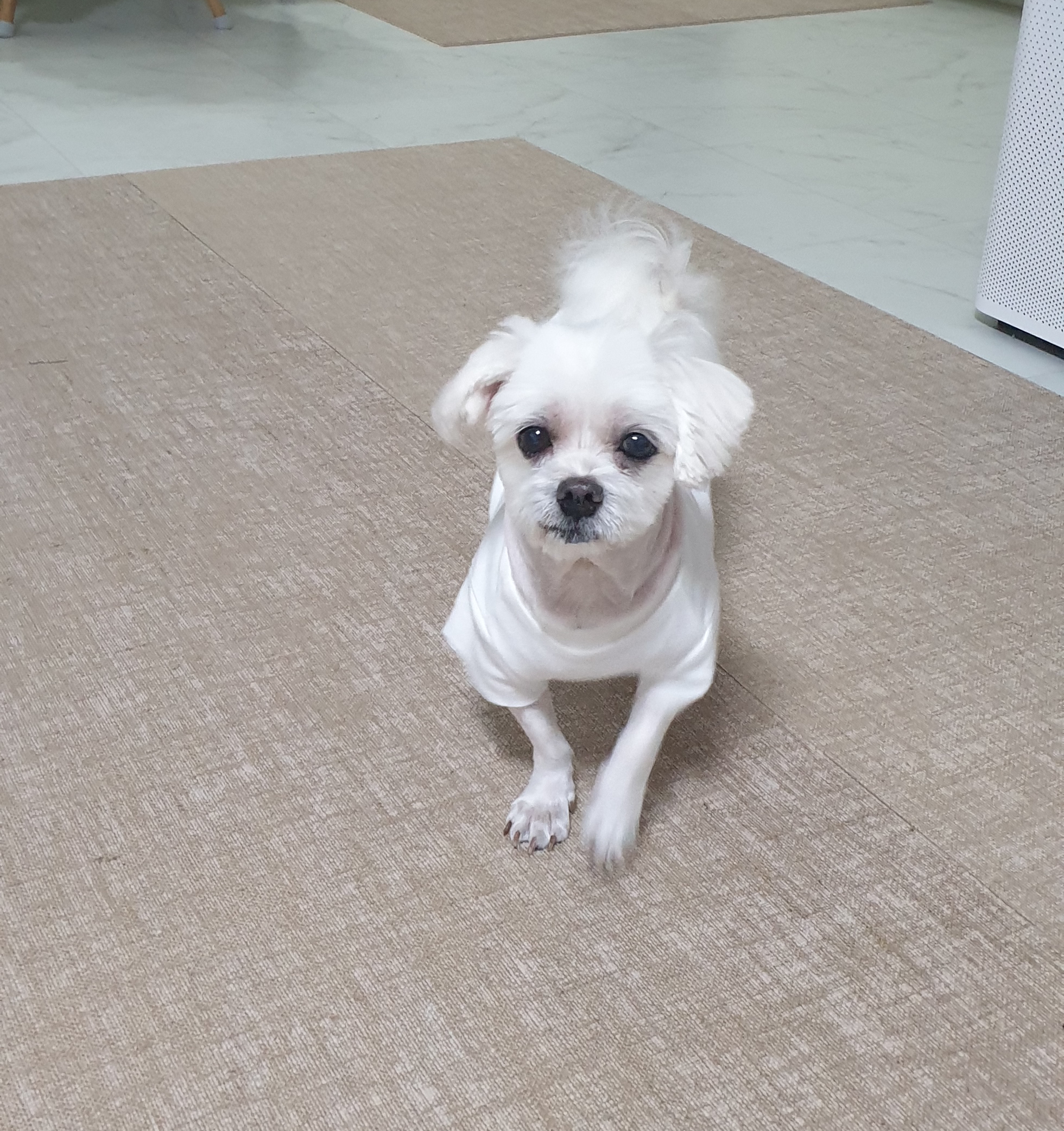 곤지암 청순(-->뽀미) 6개월후 근황