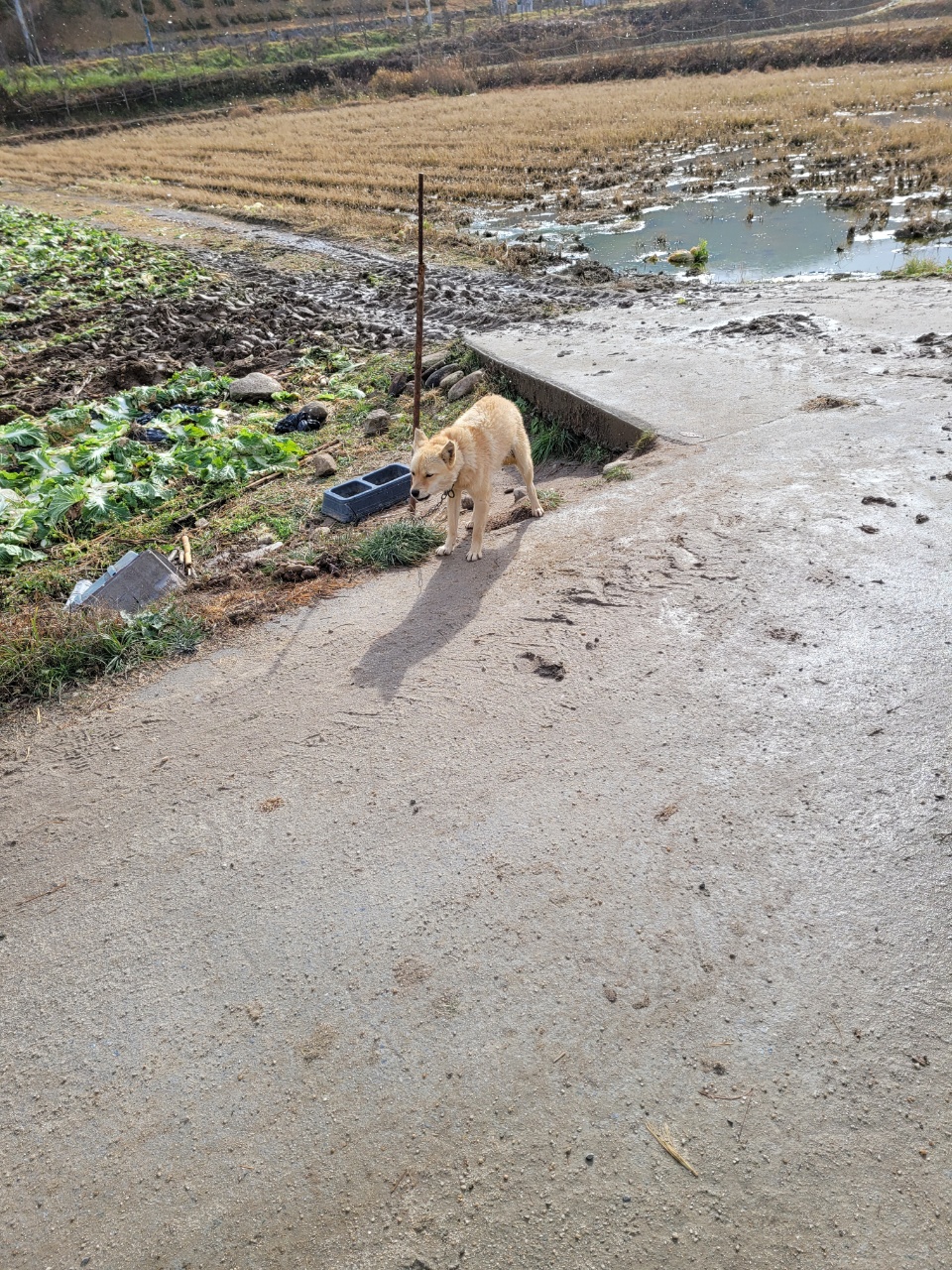 도로 위 강아지 8마리가 묶여 있어요 
