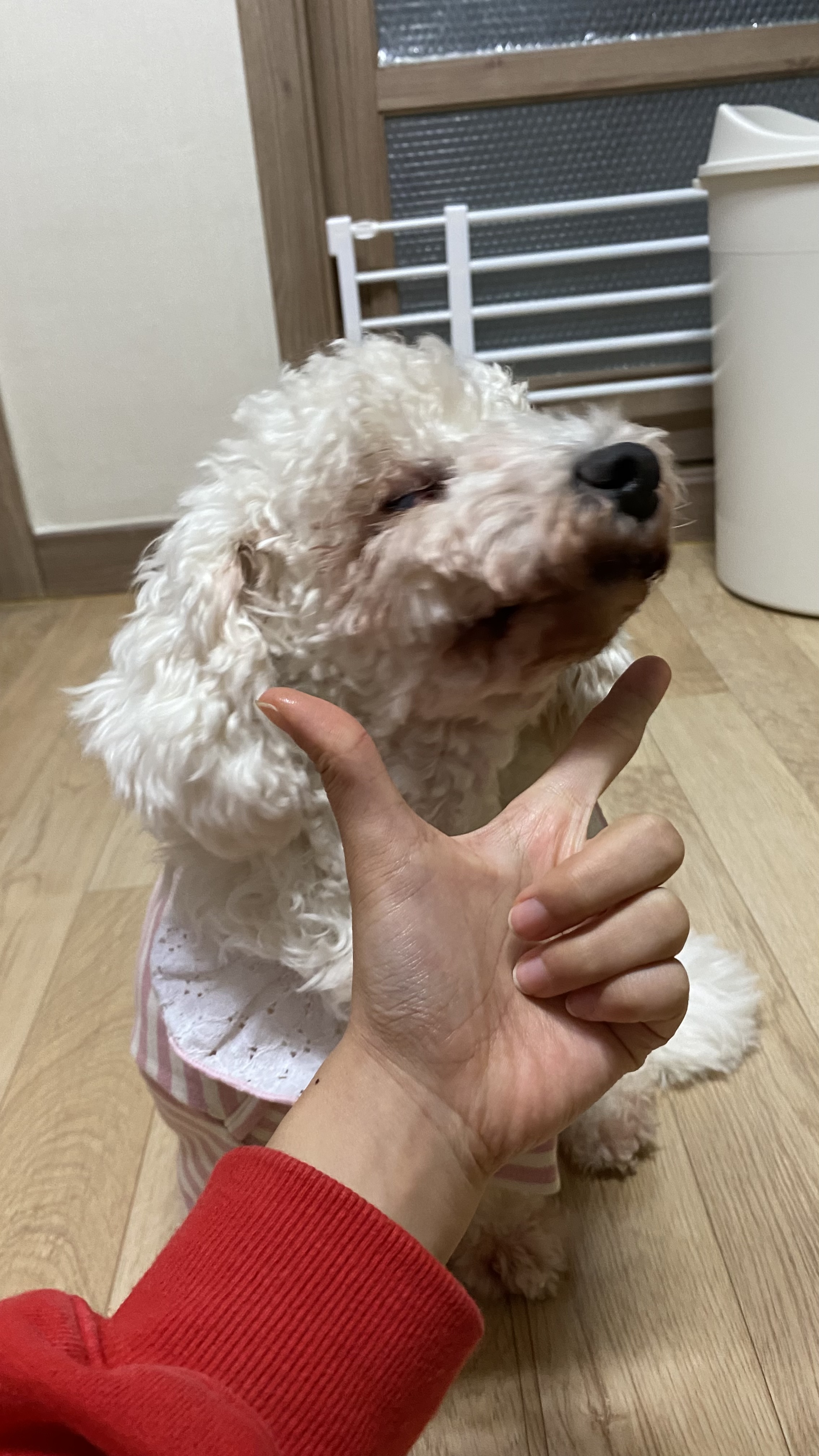 윤랑(쟈스민)과 함께한지 137일째