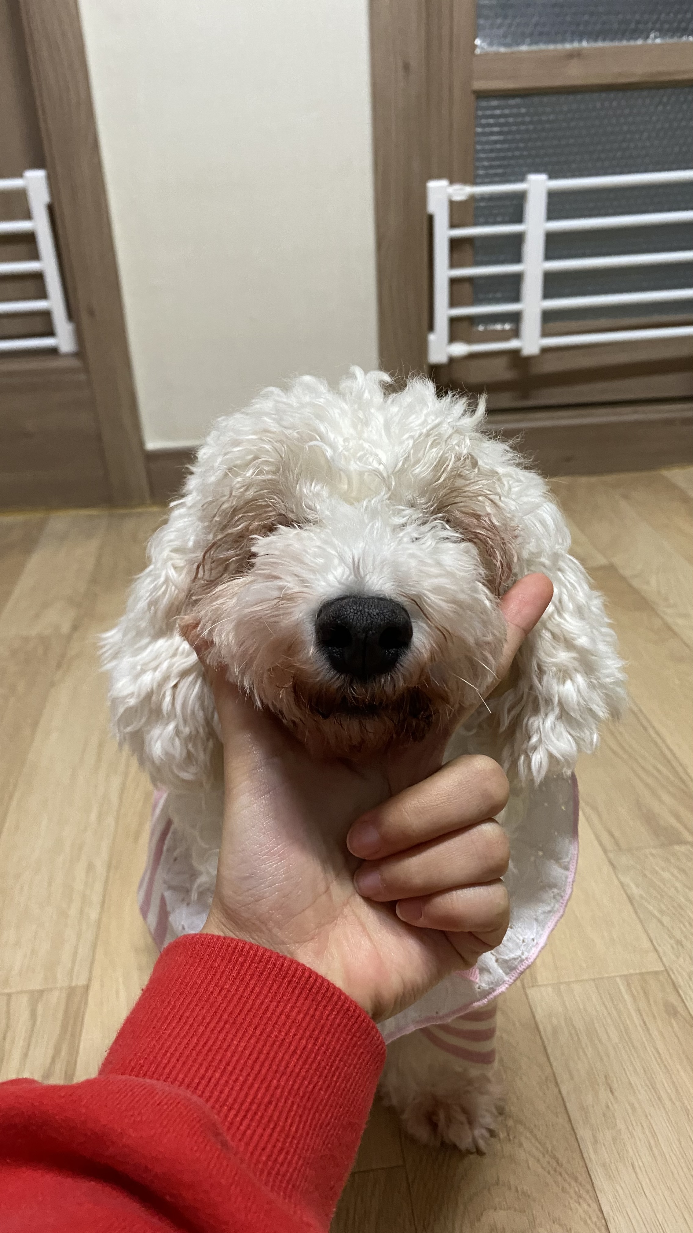 윤랑(쟈스민)과 함께한지 137일째
