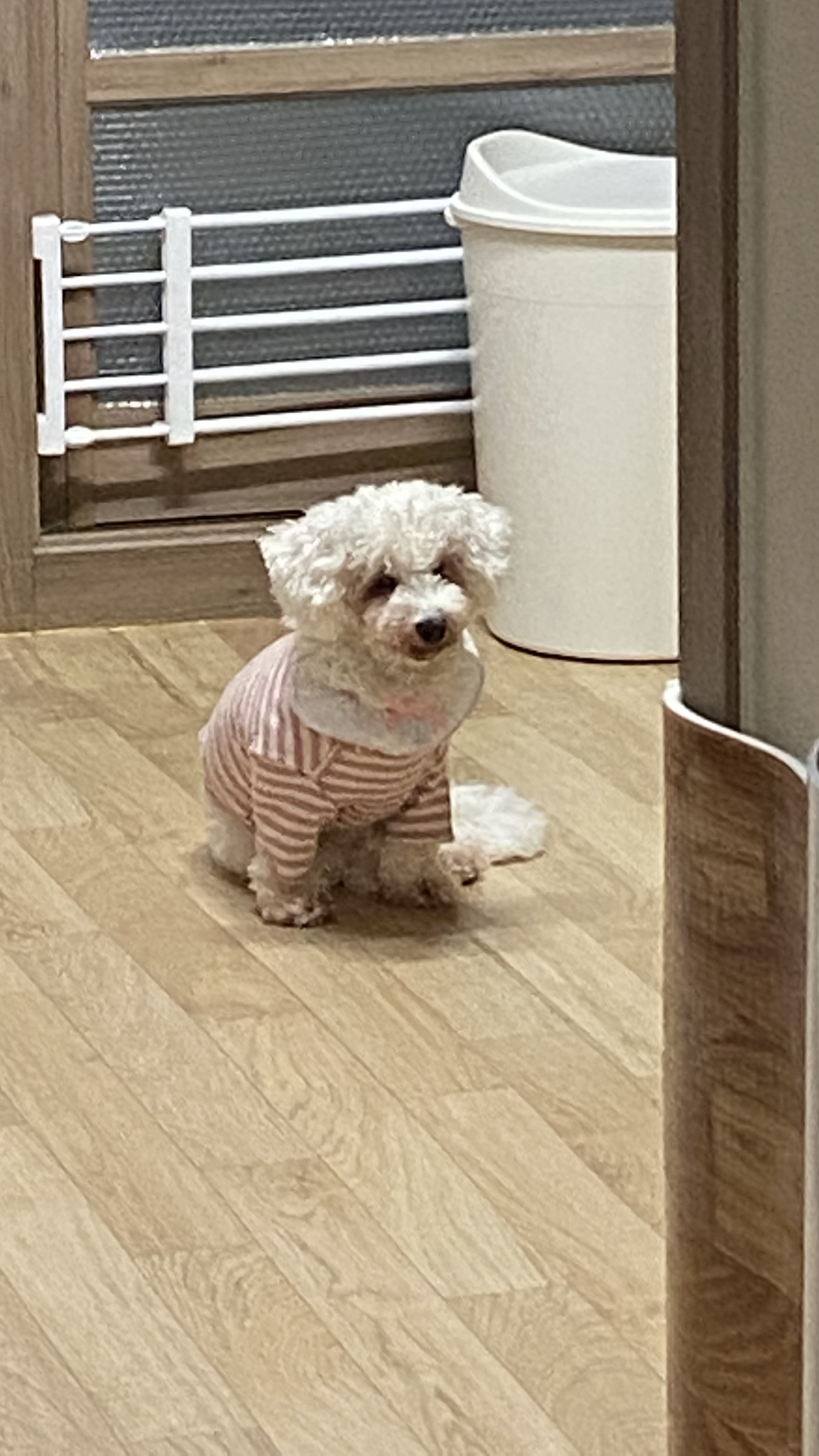 윤랑(쟈스민)과 함께한지 137일째