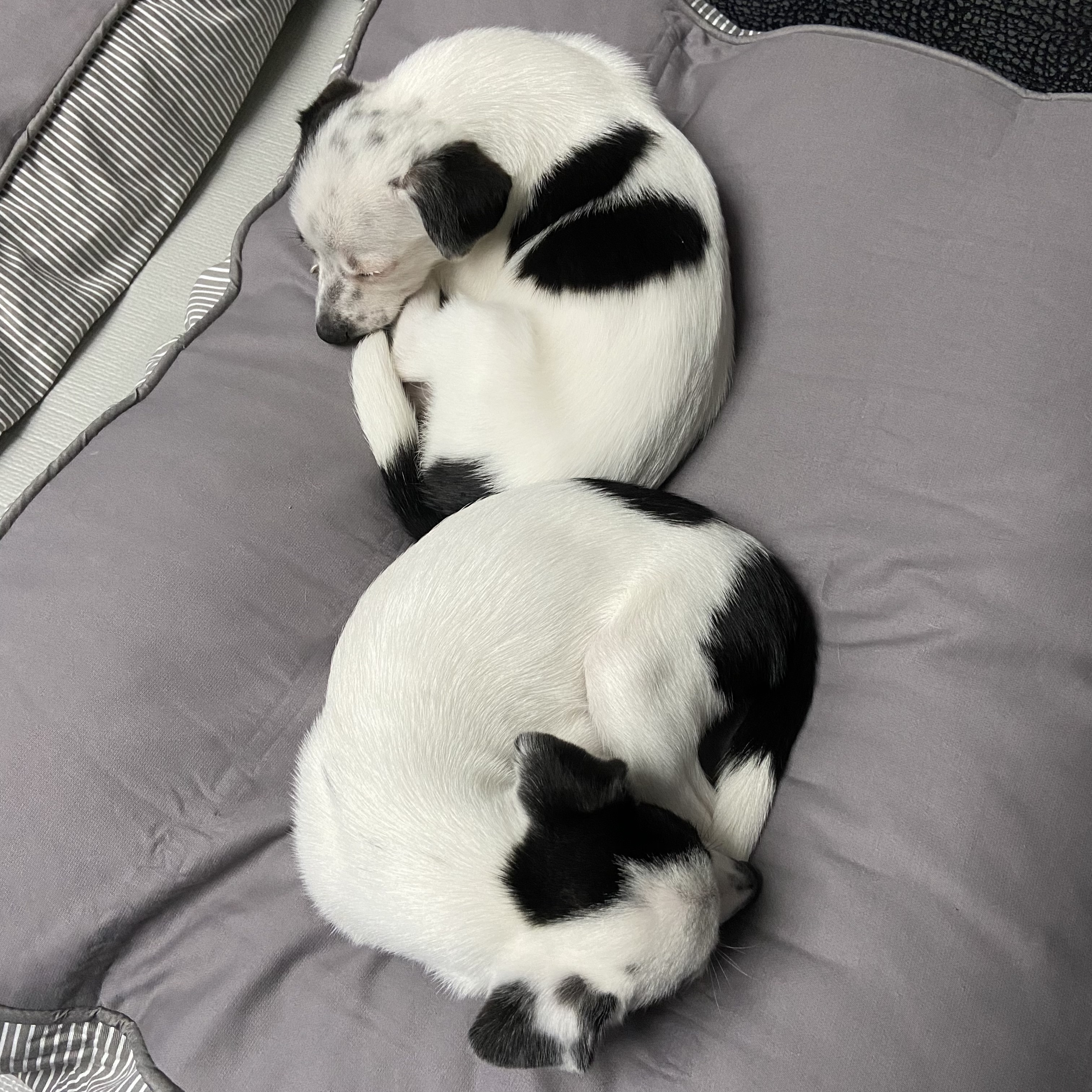 마원(다미) 마투(마루) 한 달 ♡