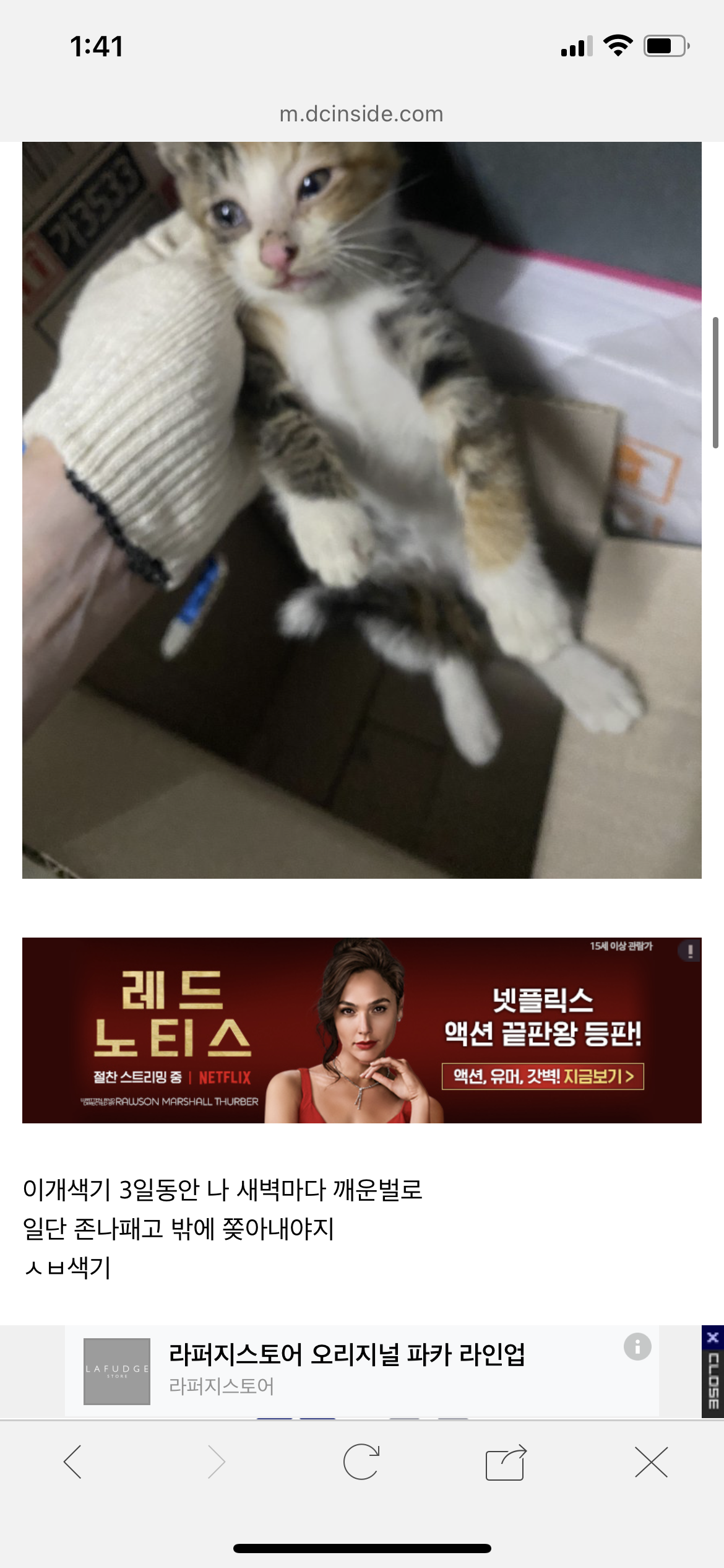 디시인사이드 야옹이 갤러리 저번 학대 상황 그대로네요