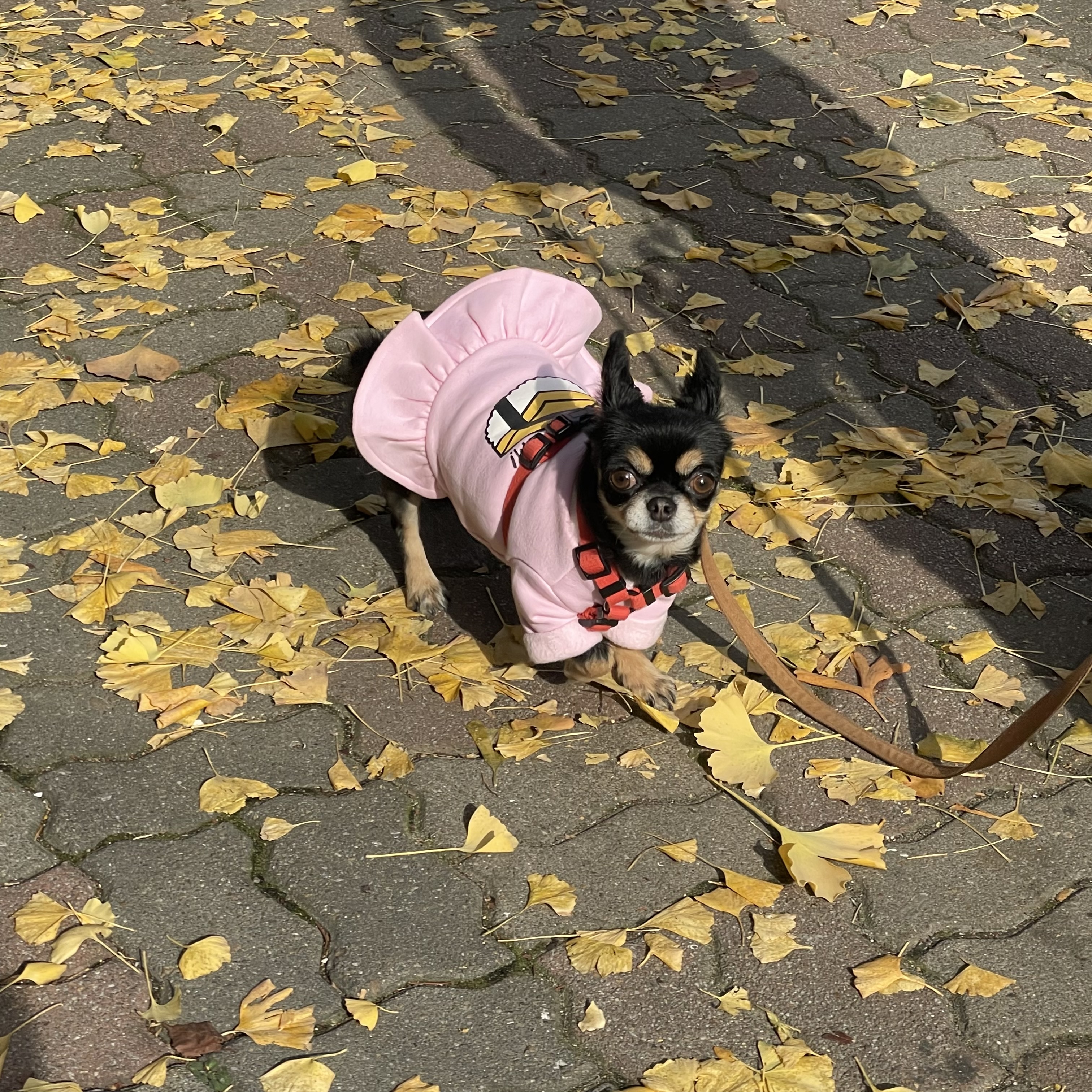 네치도 멍빼로 먹었어요!