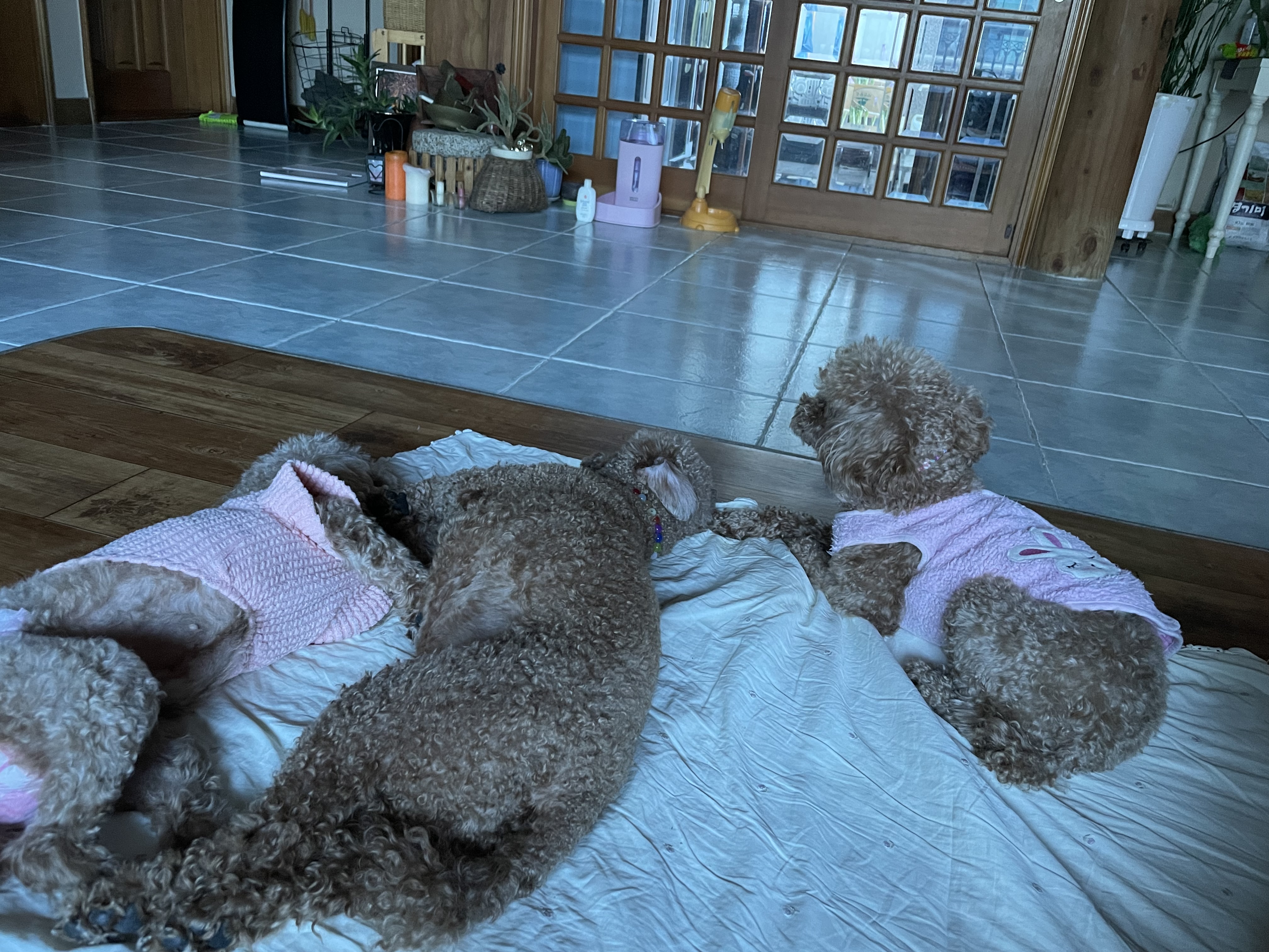 치치 저희집에 온지 8개월차 소식전해요! 
