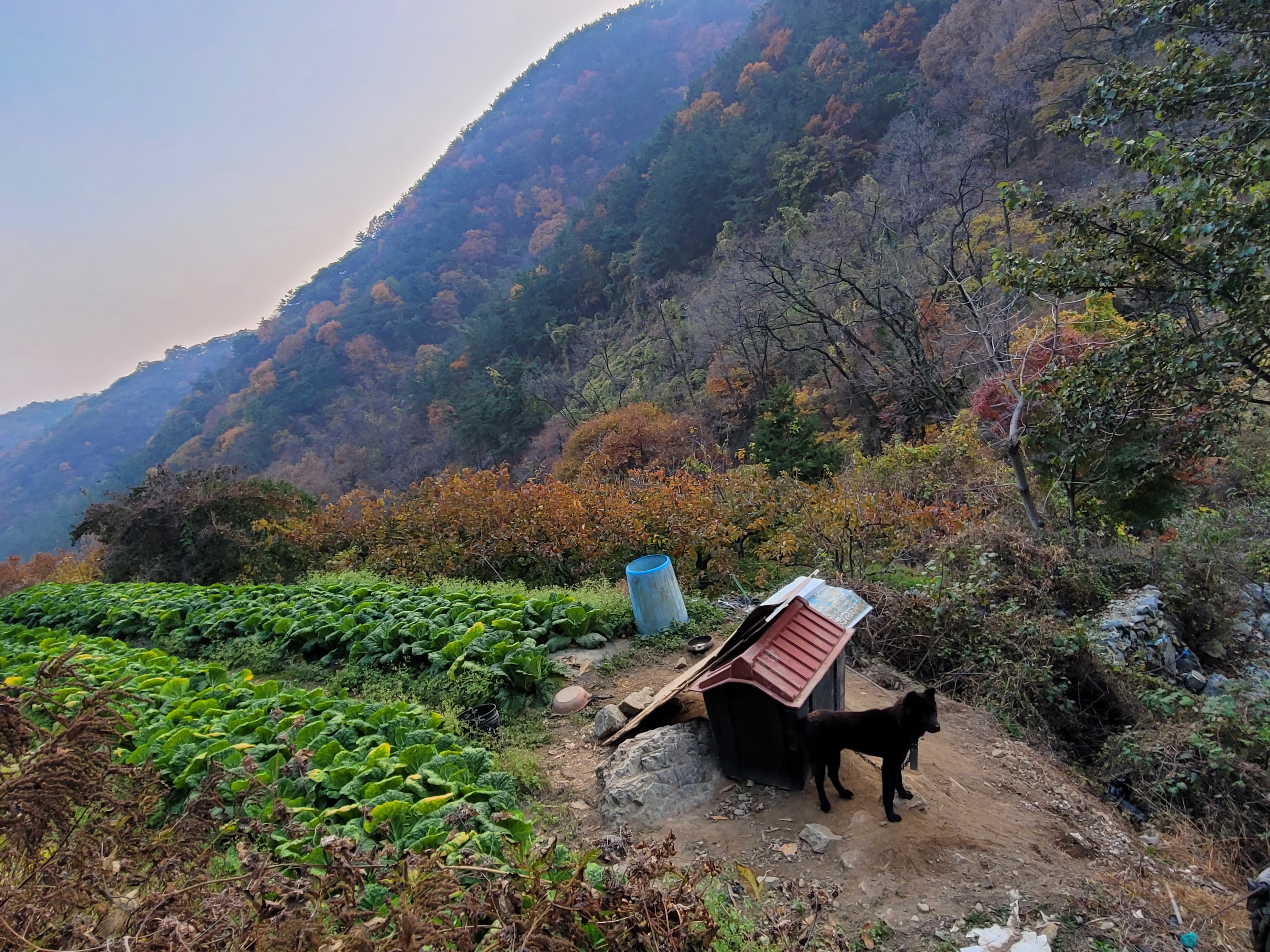 산에 거의 낭떠리 구역에 목줄도 1m 미만으로 방치되어 있습니다.