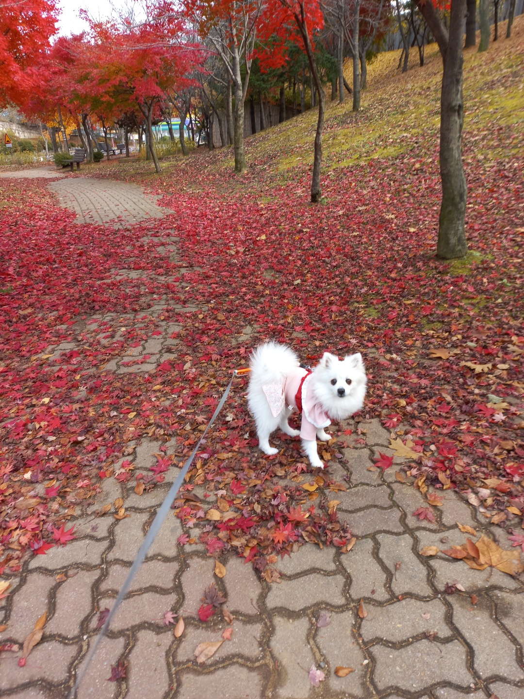 미소짓는 연유(벌써 한달)