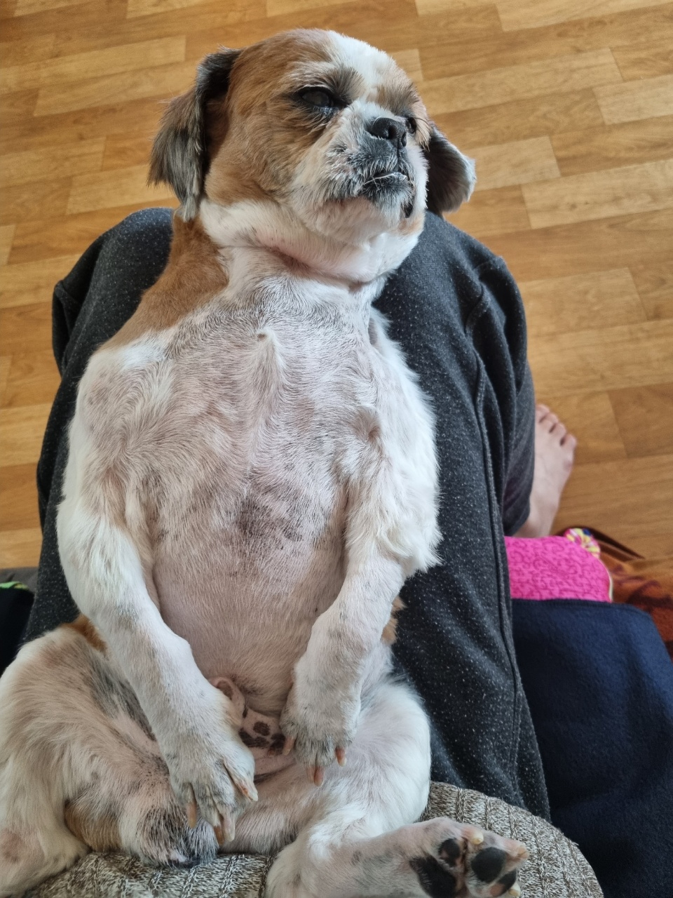 포동이의 일상