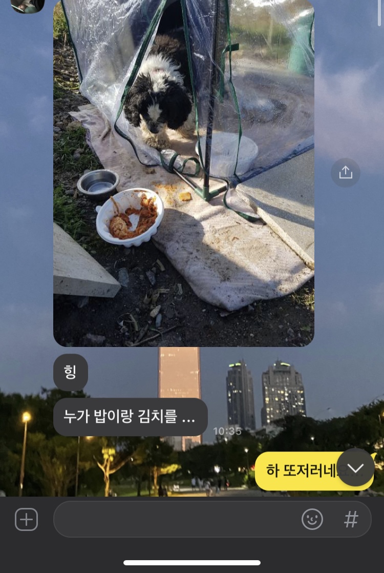 방치견/사상충 감염/견주 임신 후 버림
