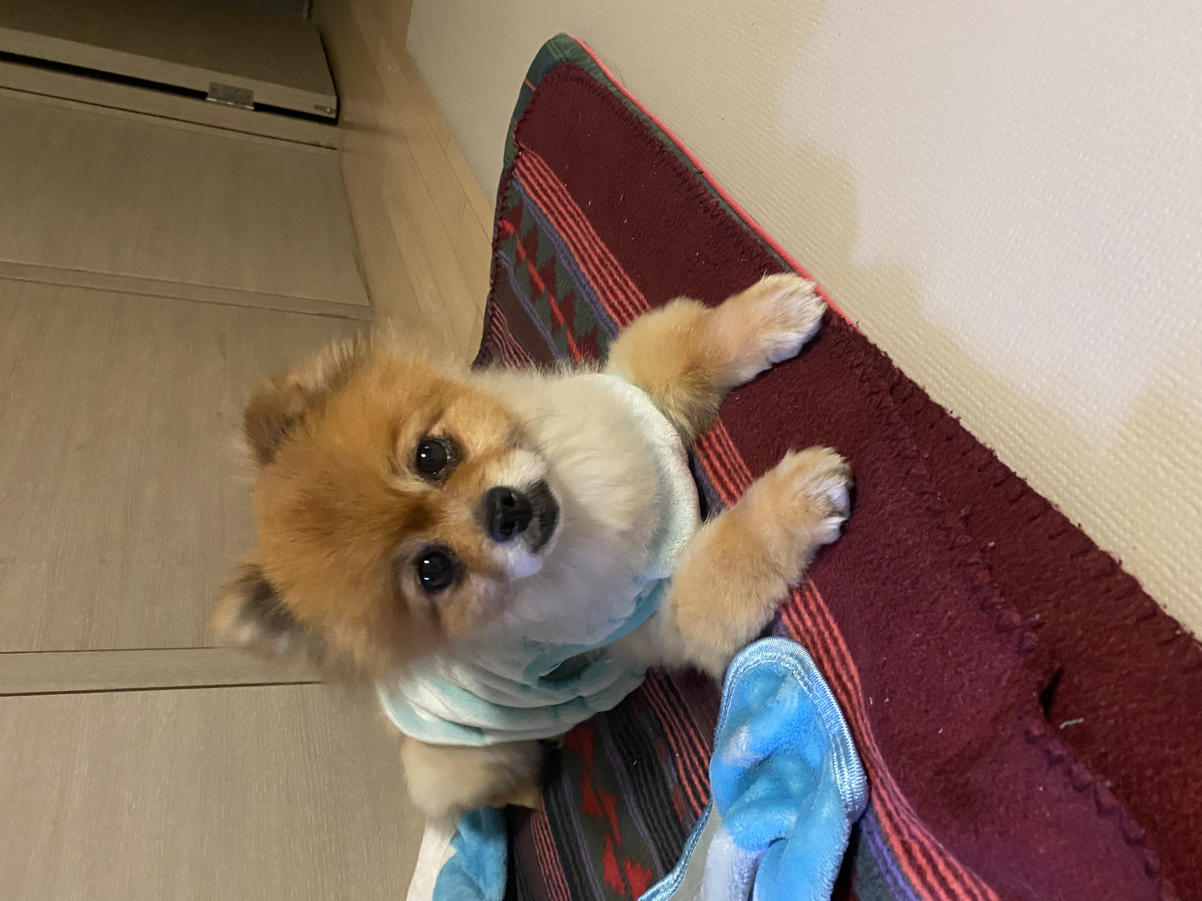 보리(감귤이)와 함께한 2개월 후기~