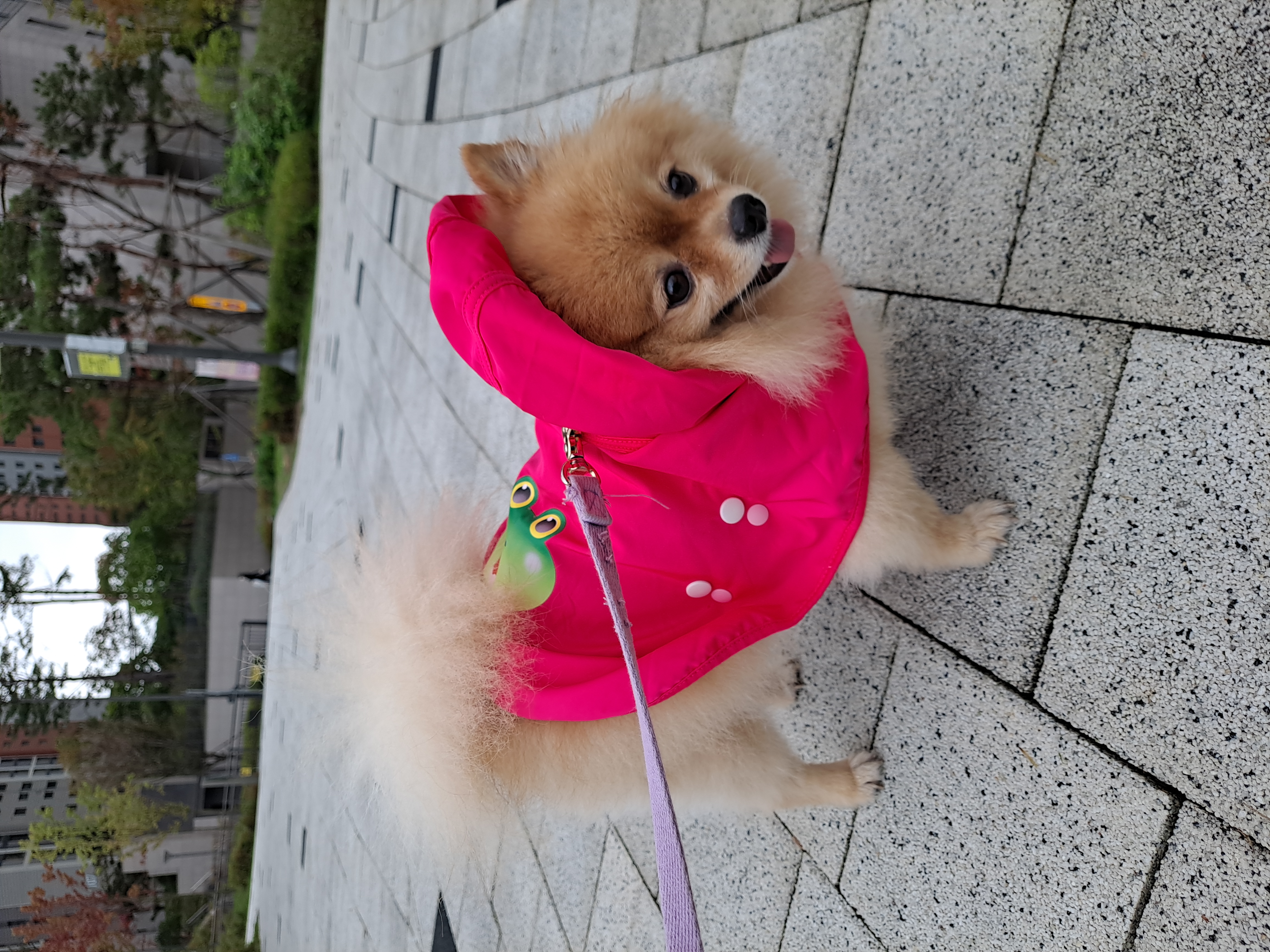 우리집 비타민