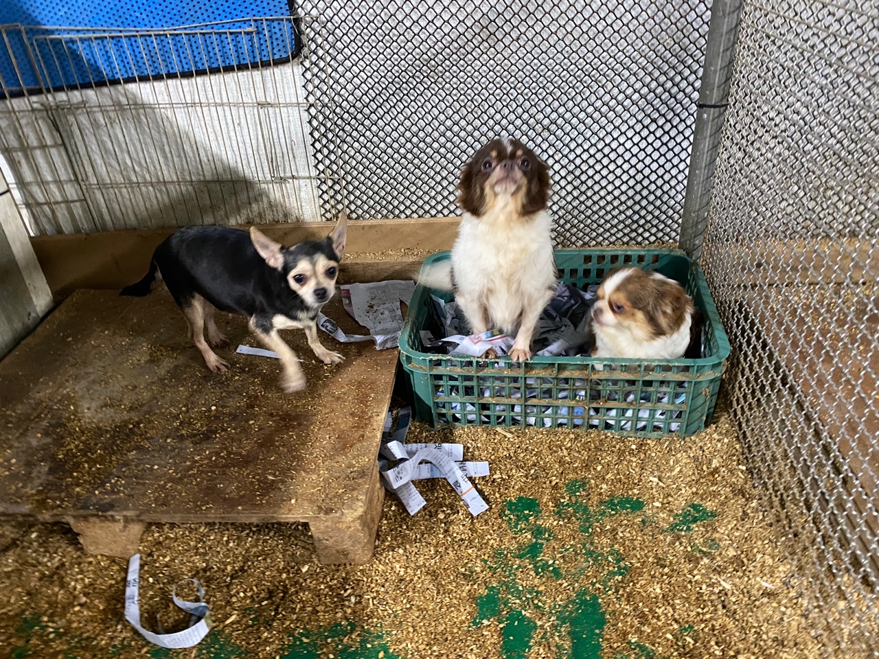 일패동 번식장 구조 함께 도와주세요