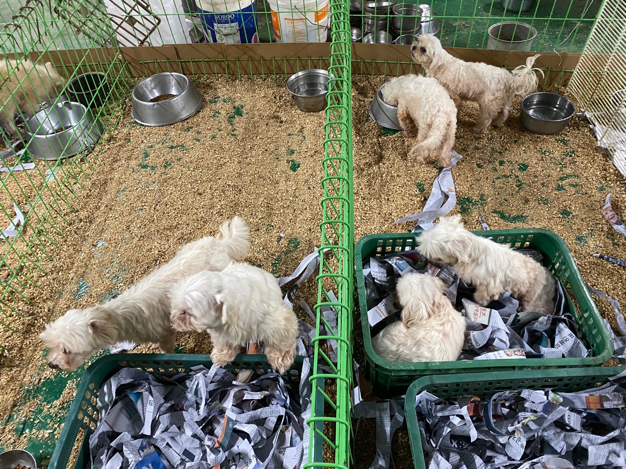 일패동 번식장 구조 함께 도와주세요