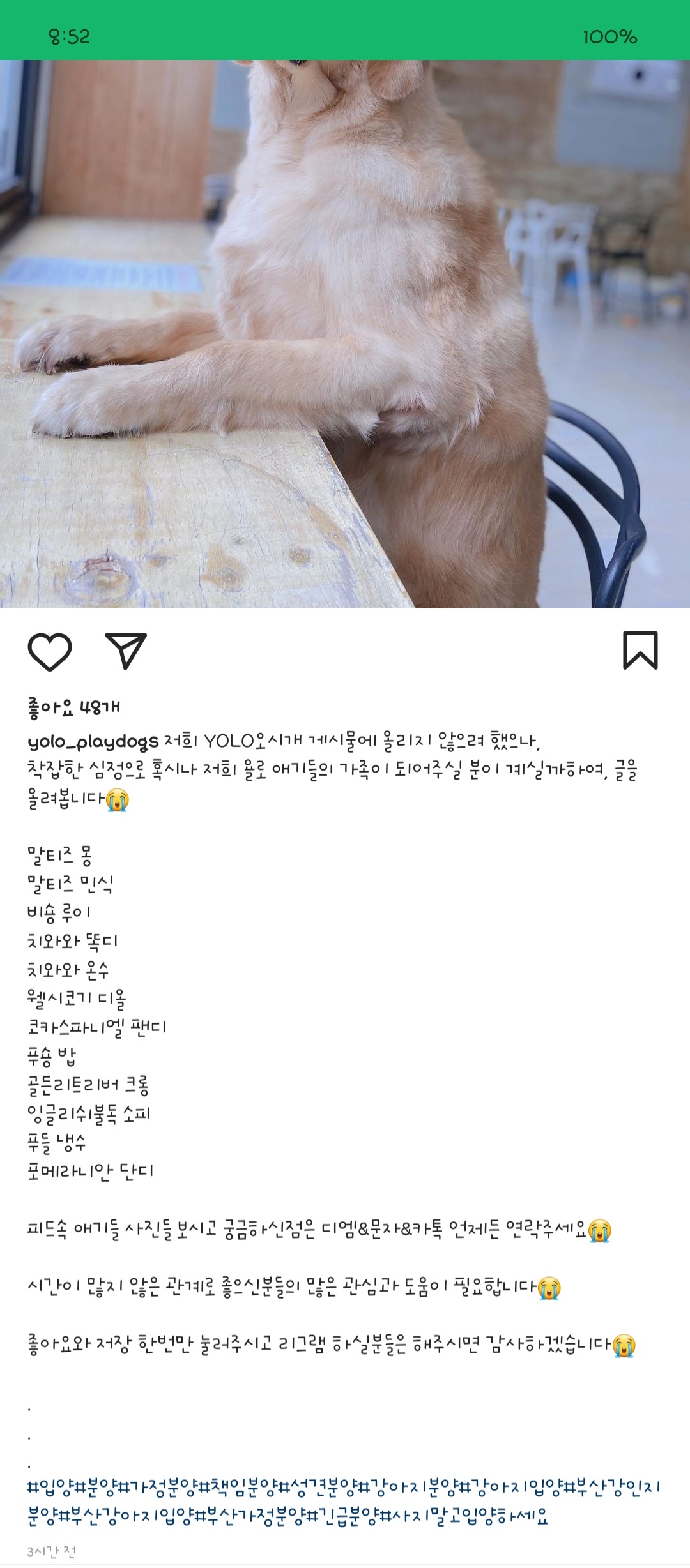 부산 애견카페 사장이 임신을 이유로 단체파양합니다