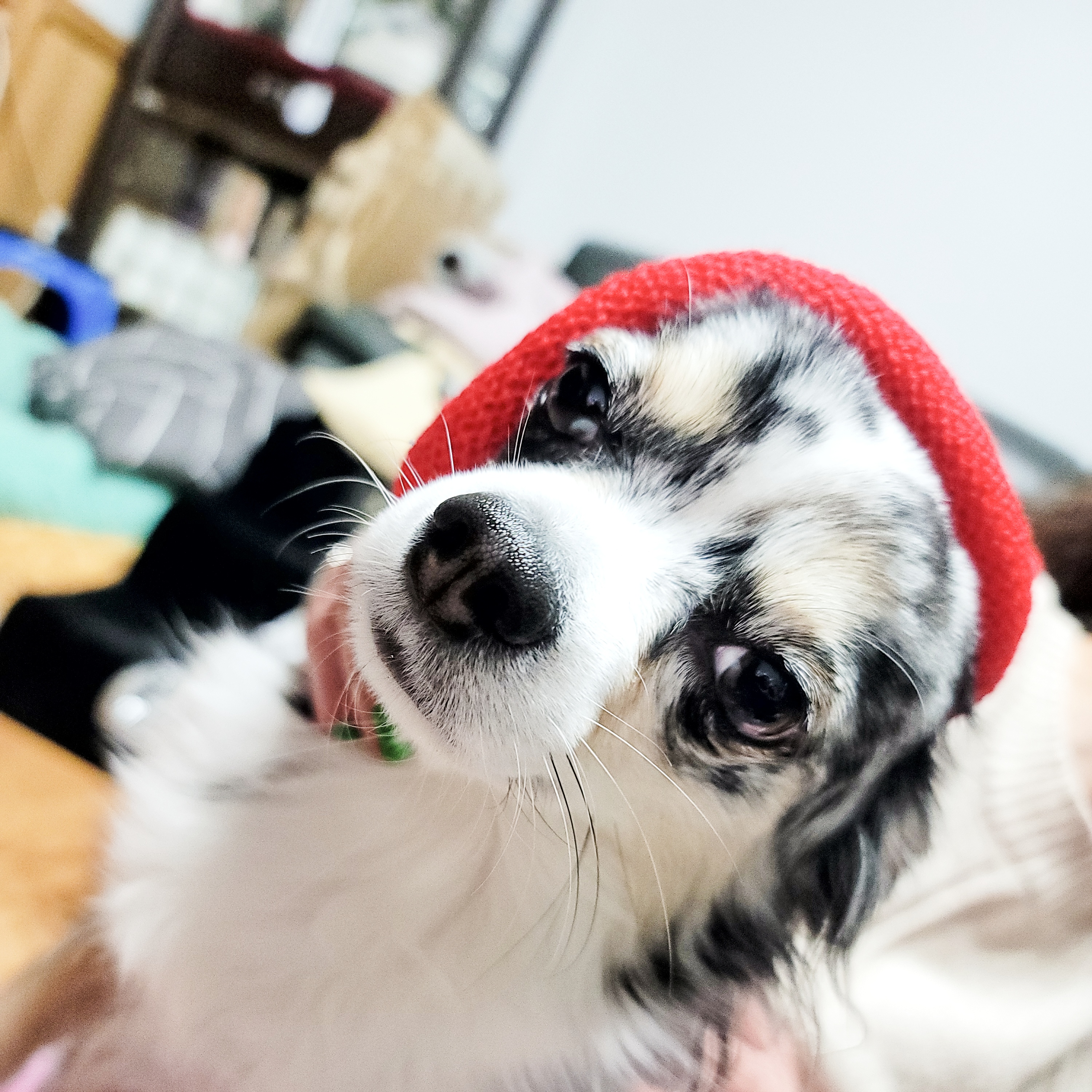 쁘띠 열여섯번째 이야기(평택번식장 태태막둥이)