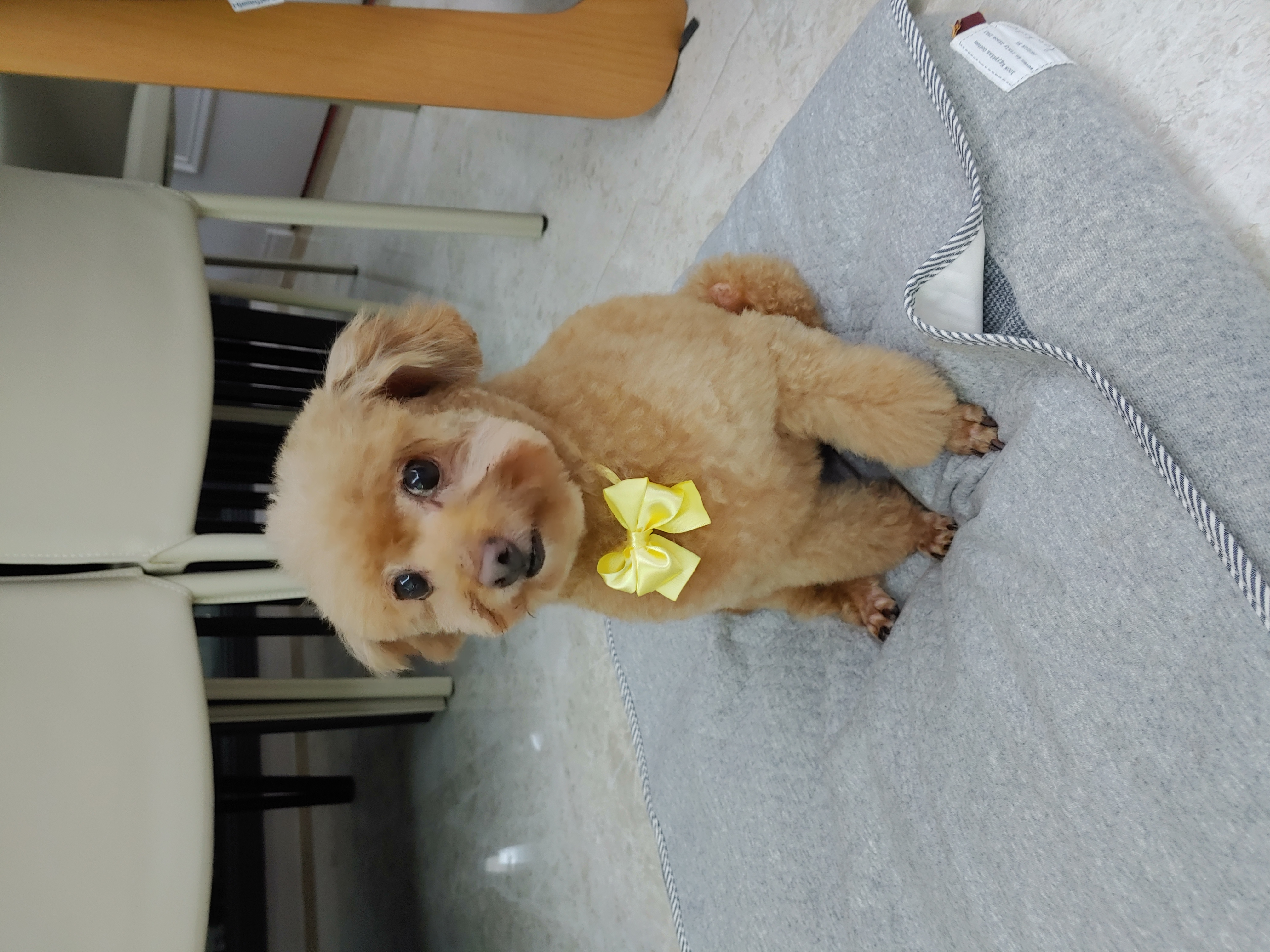 곤지암 팔랑이~~(지금은 버디^^)