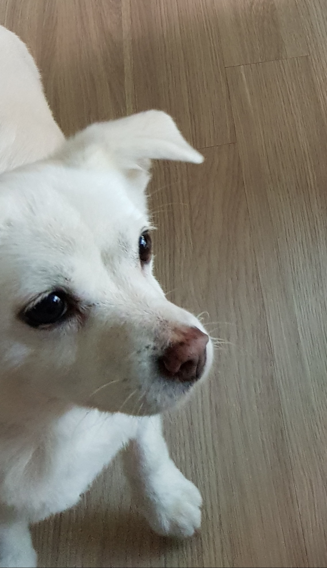 흰자 엘리스 잘 지내고 있어요~