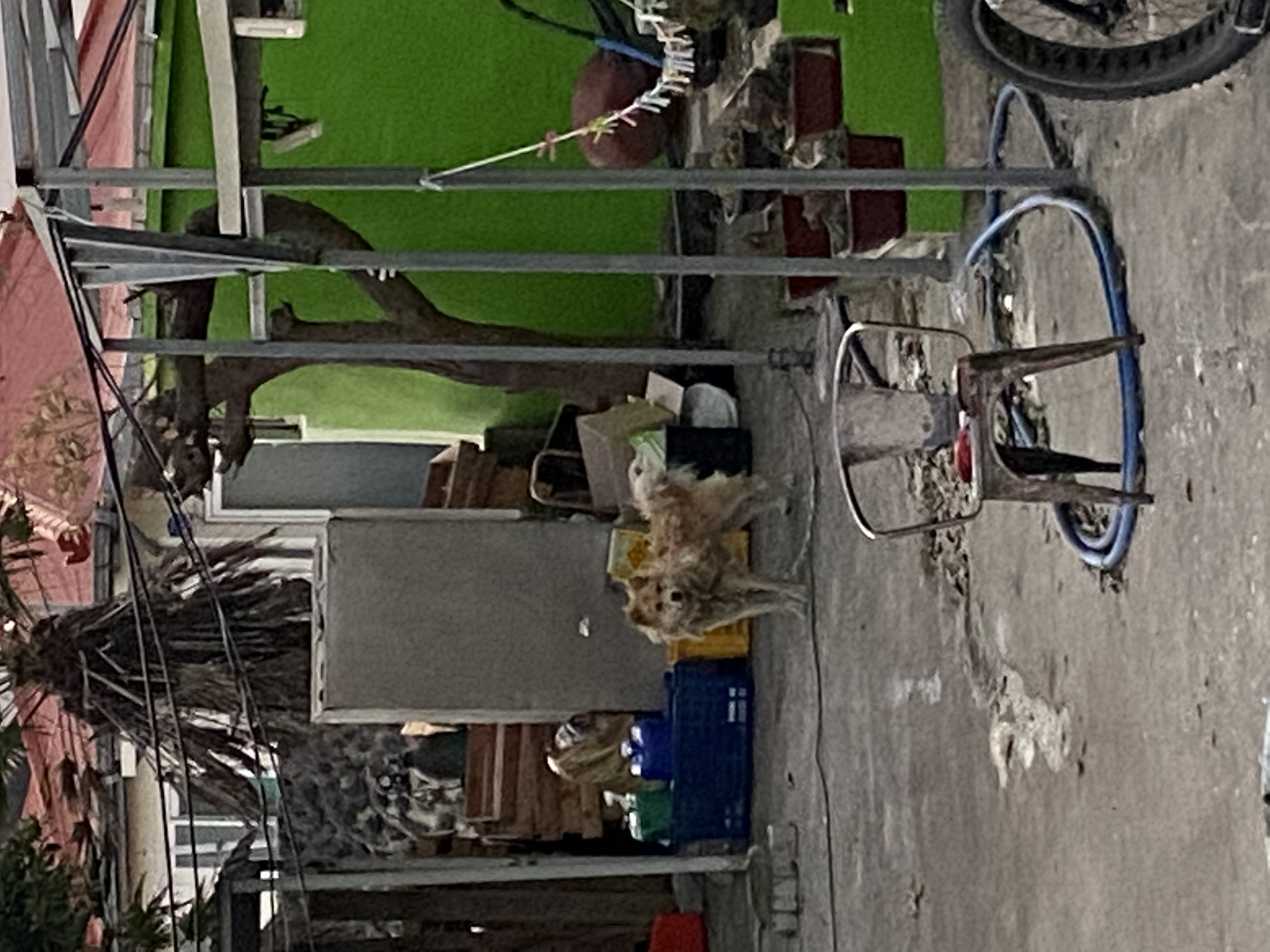 제주도 쇠사슬에 묶여지내는 강아지들을 구해주세요.