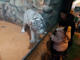 부천 ‘작은 실내’ 동물원에 갇힌 사자와 호랑이들을 구해주세요