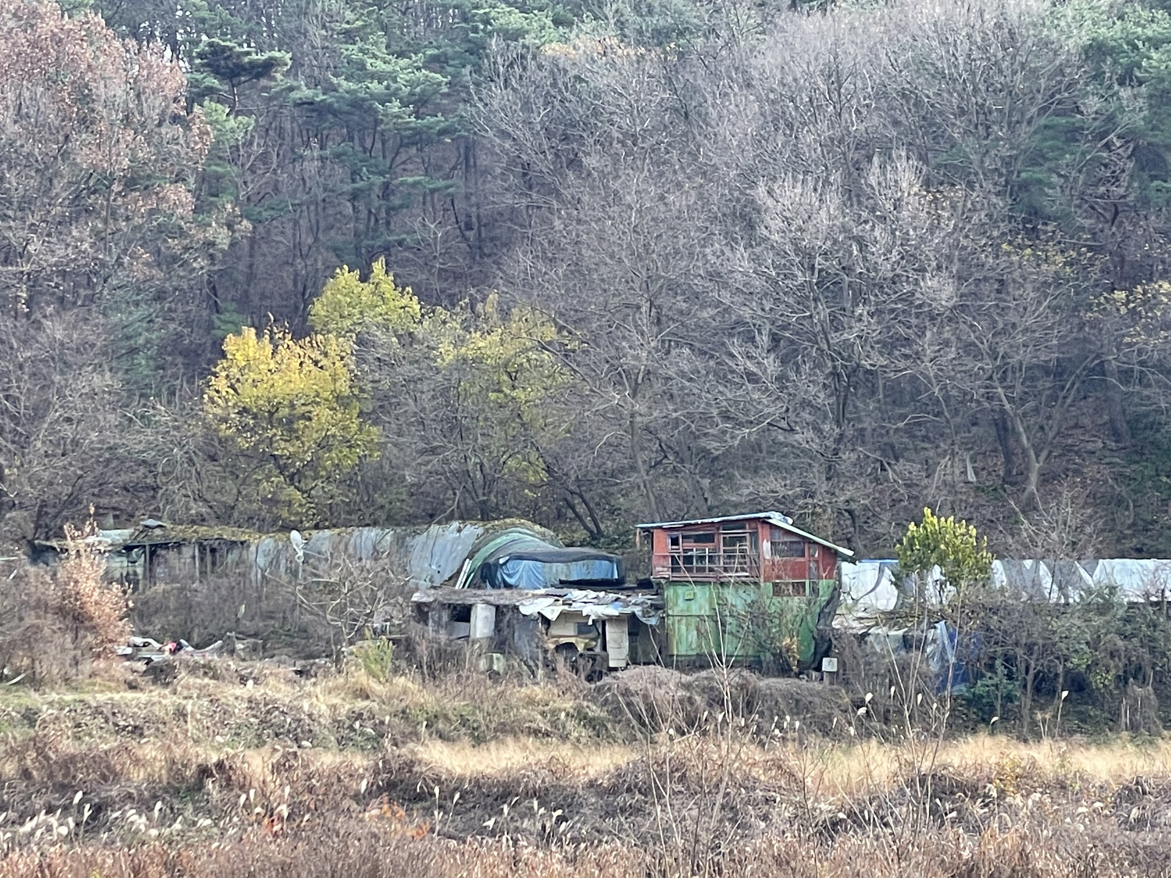 방치견